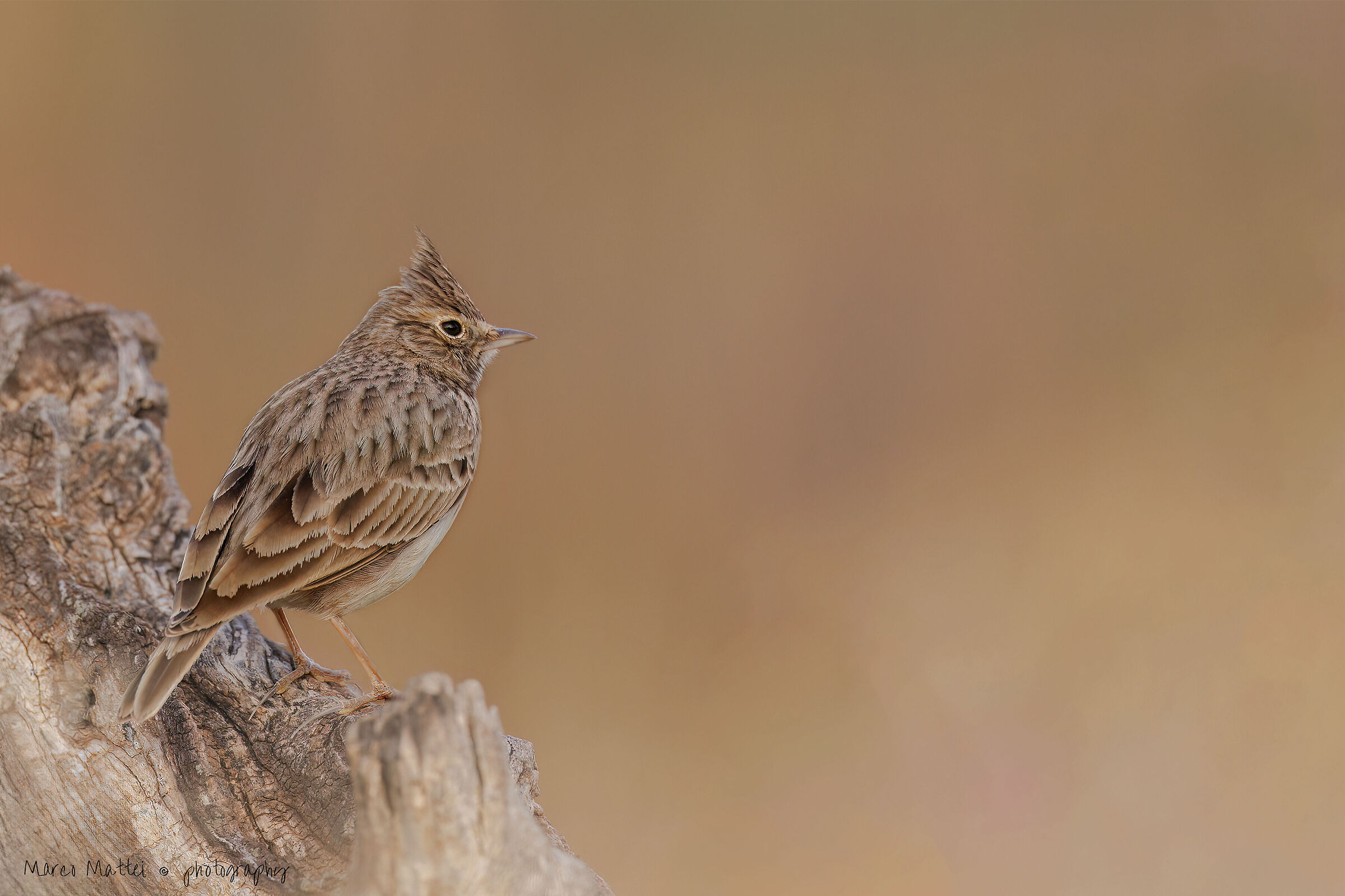 Cappellaccia di Thekla