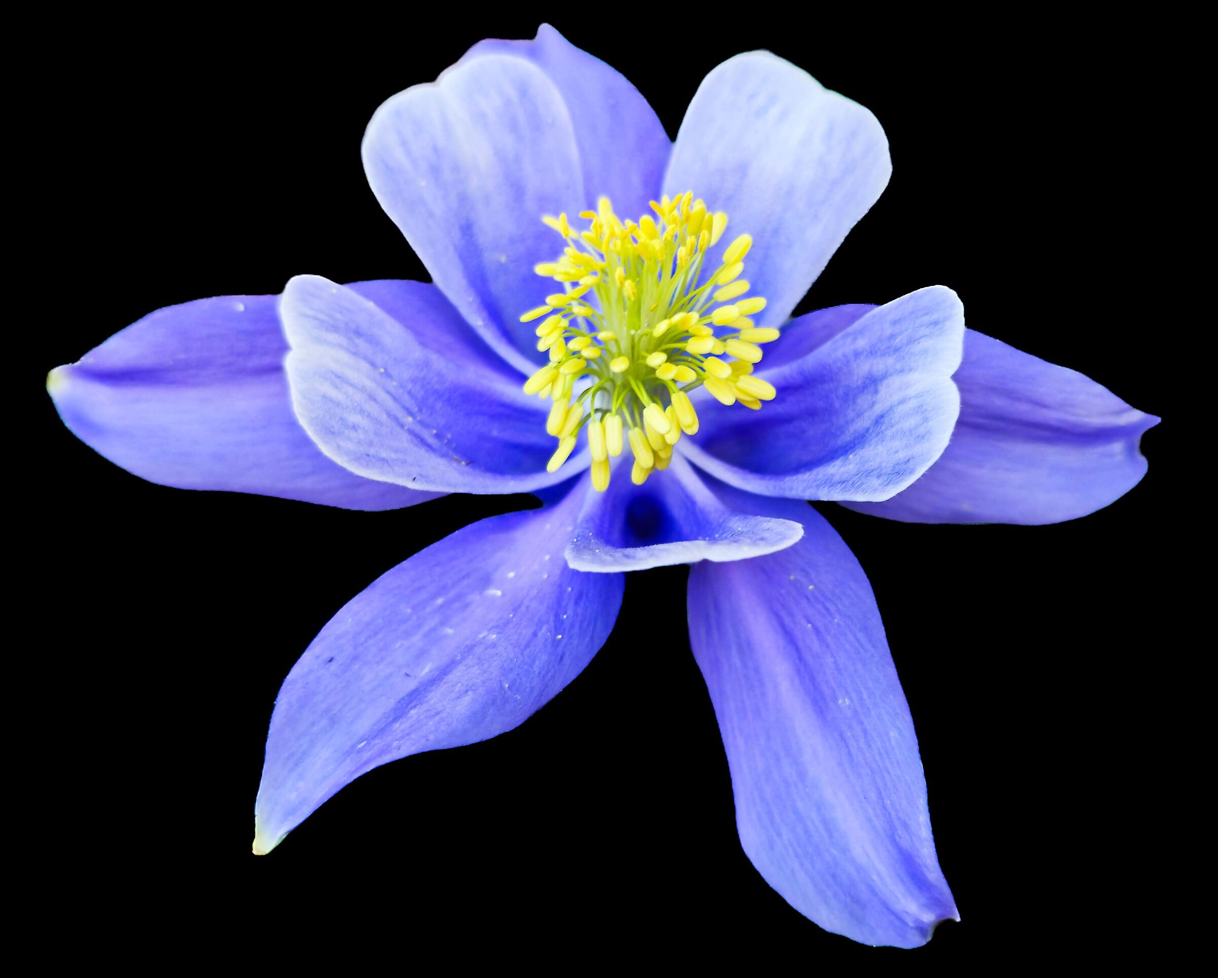Aquilegia blue