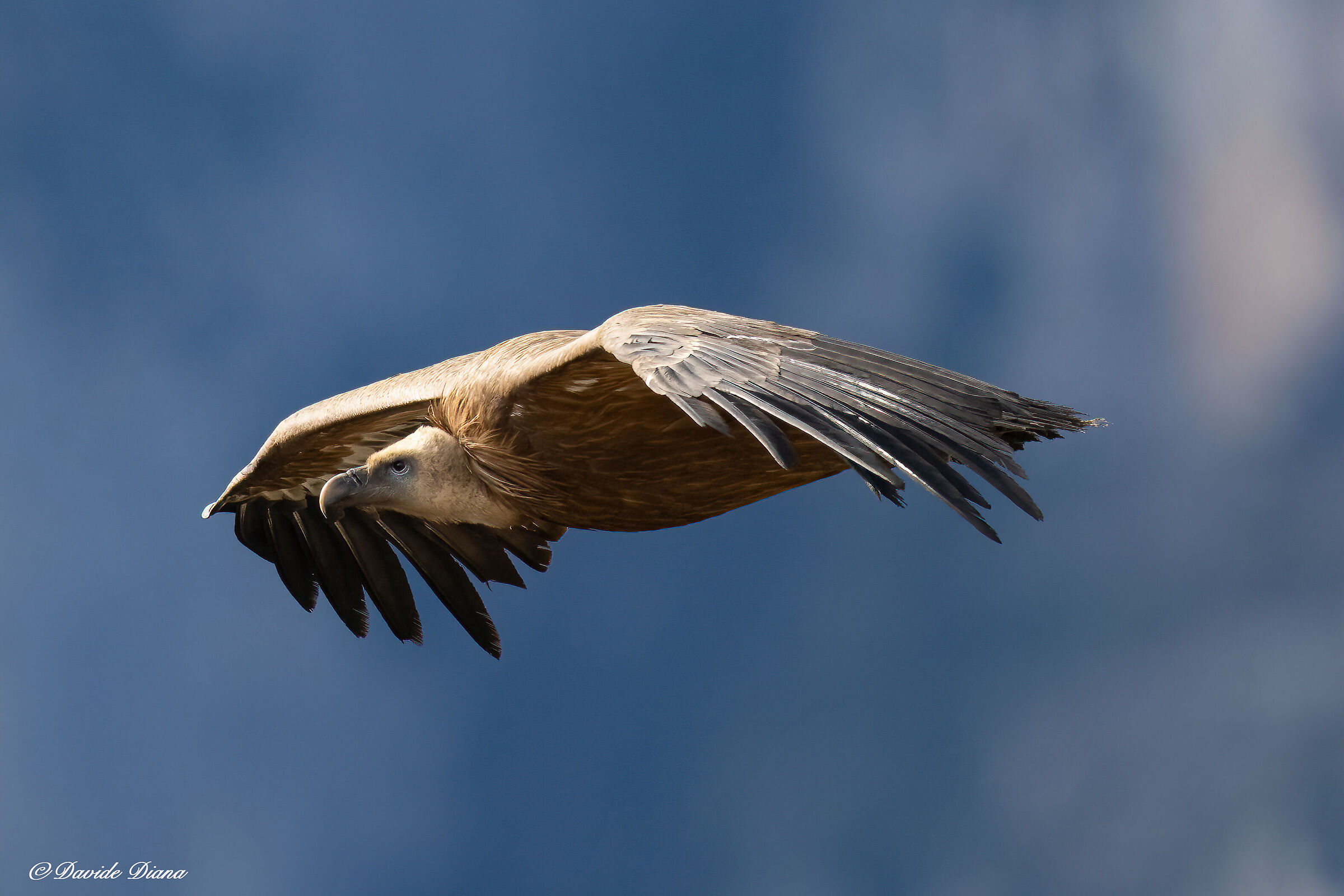 Griffon vulture - Gorges du Verdon