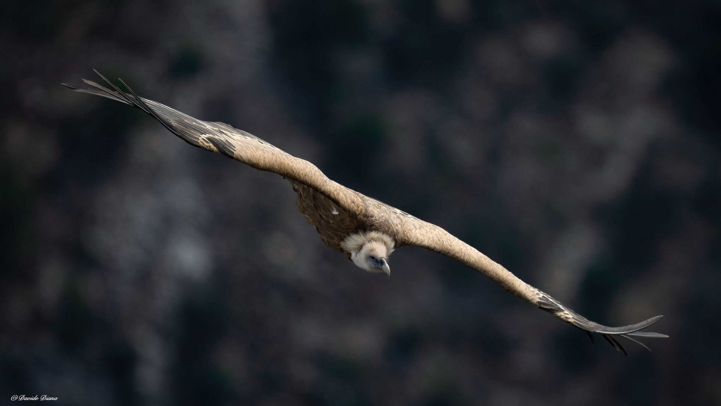 Griffon vulture - Gorges du Verdon