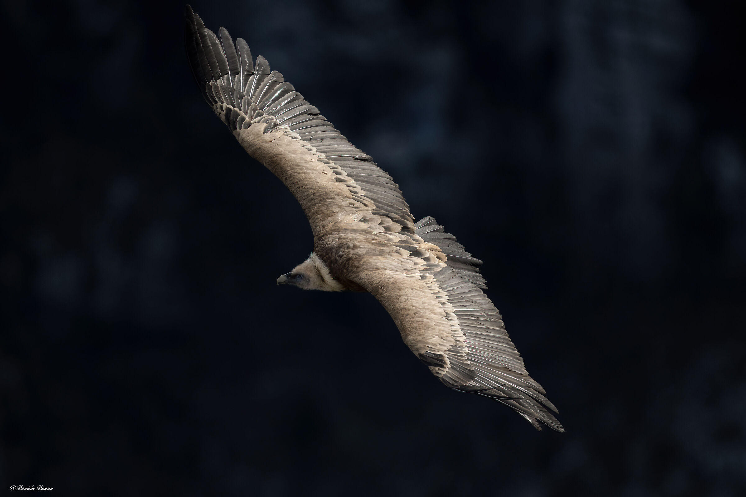 Griffon vulture - Gorges du Verdon