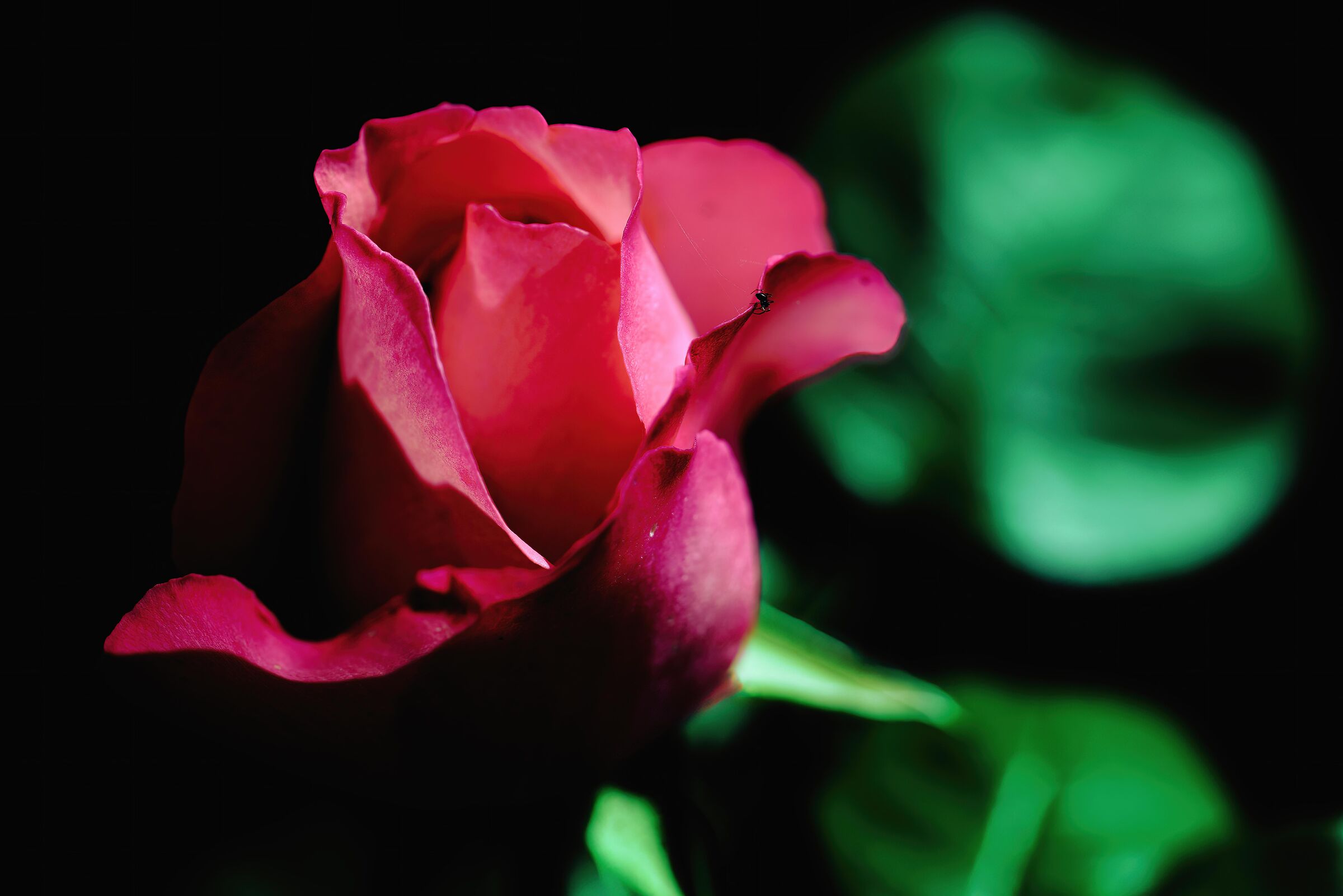 Ant or spider ? To posterity the arduous sentence.