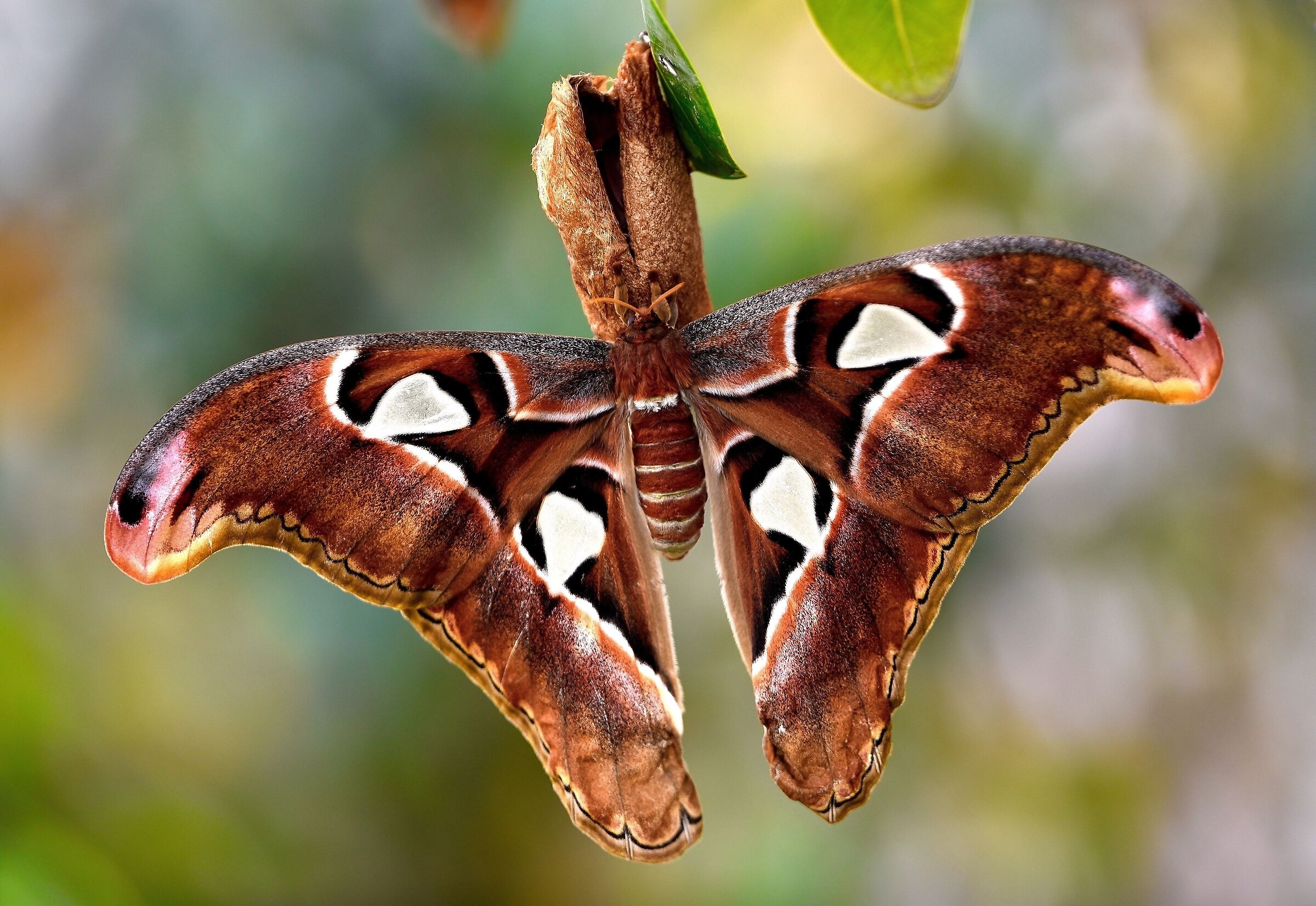 Attacus atlas