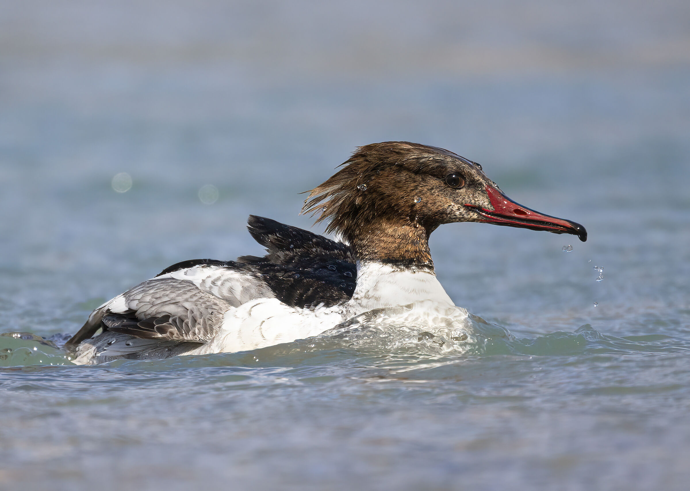 in acqua con lo smergo maggiore