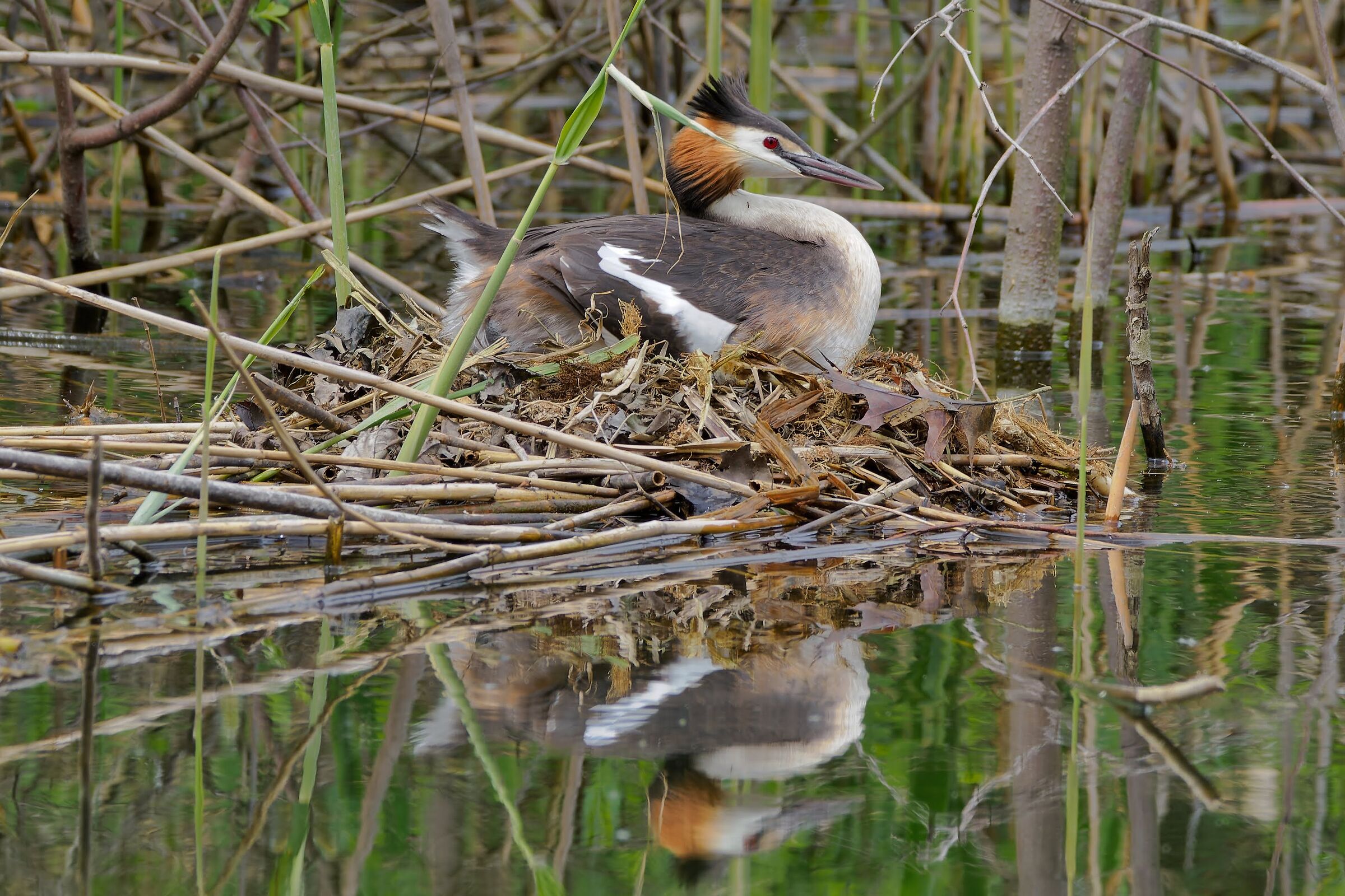 Great crested grebe brooding.