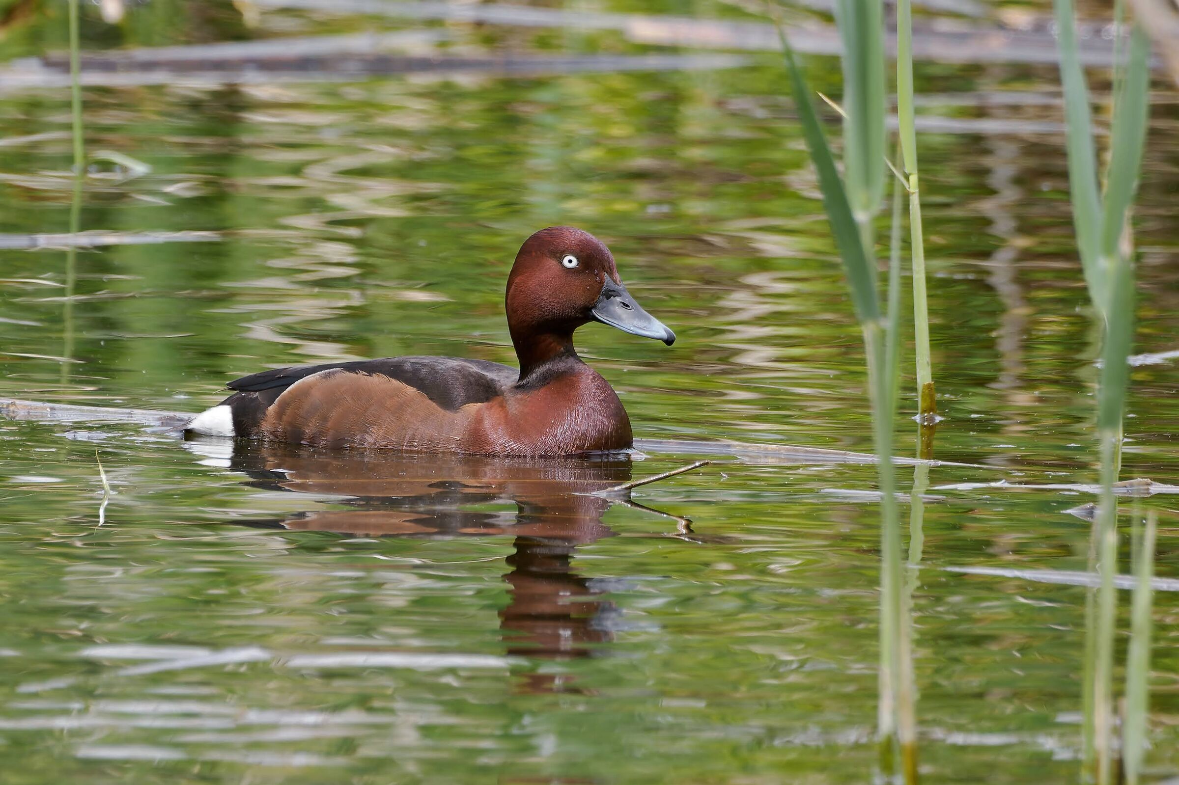 Ferruginous duck