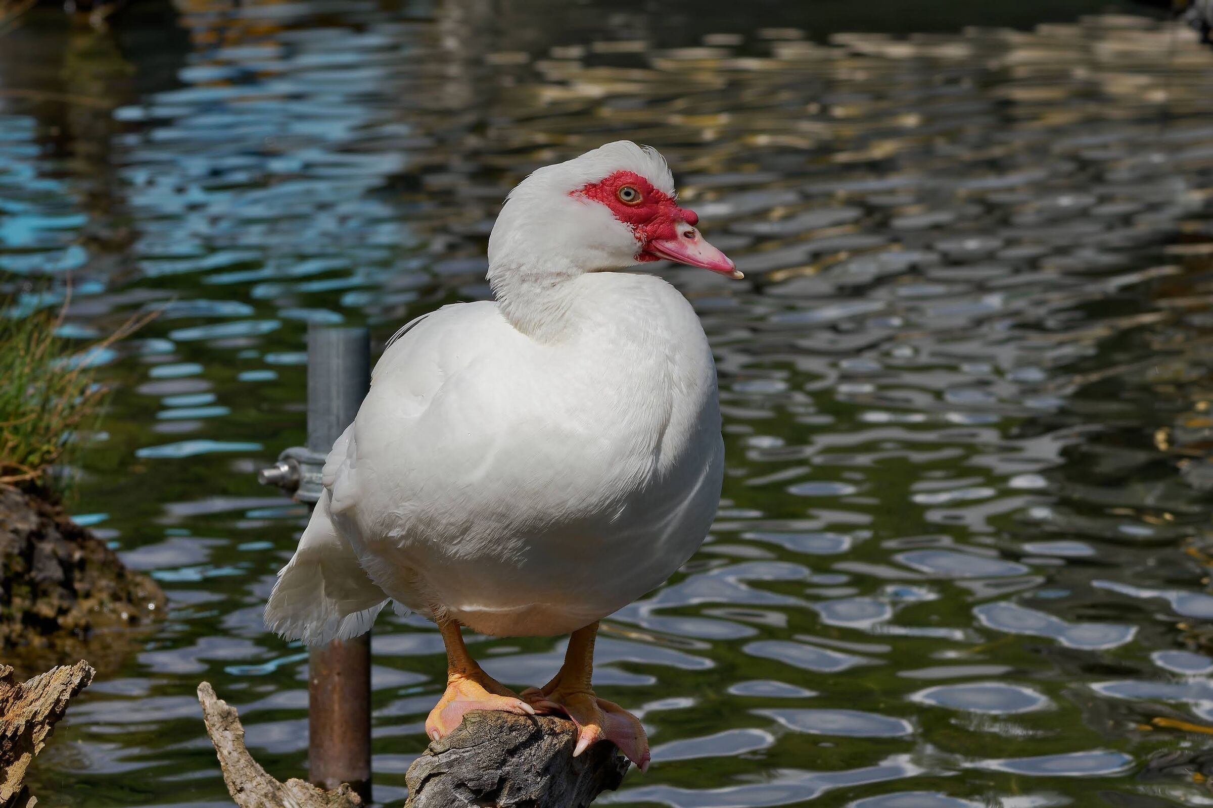 Muscovy duck