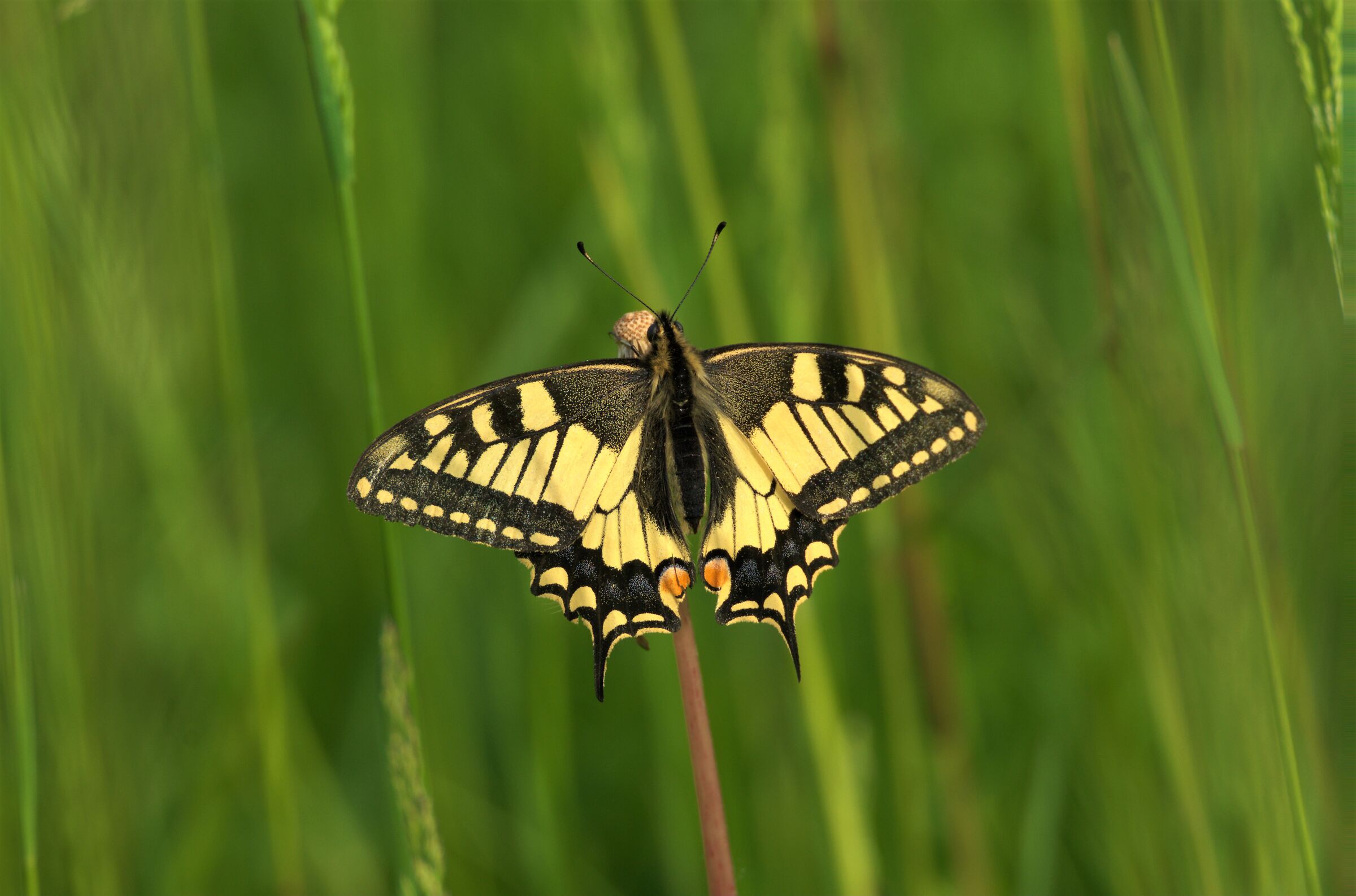 Swallowtail