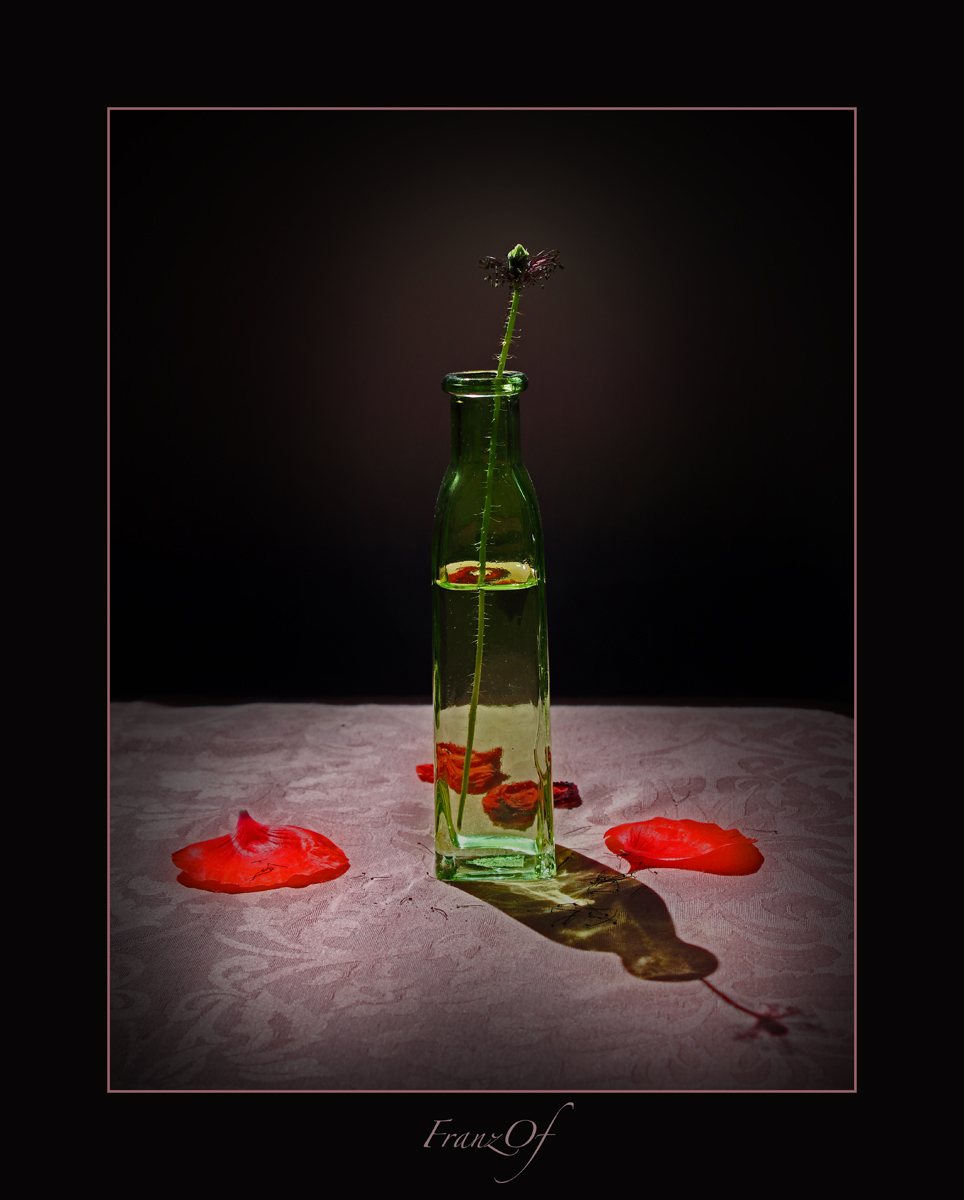 Life and Death of a Flower 4