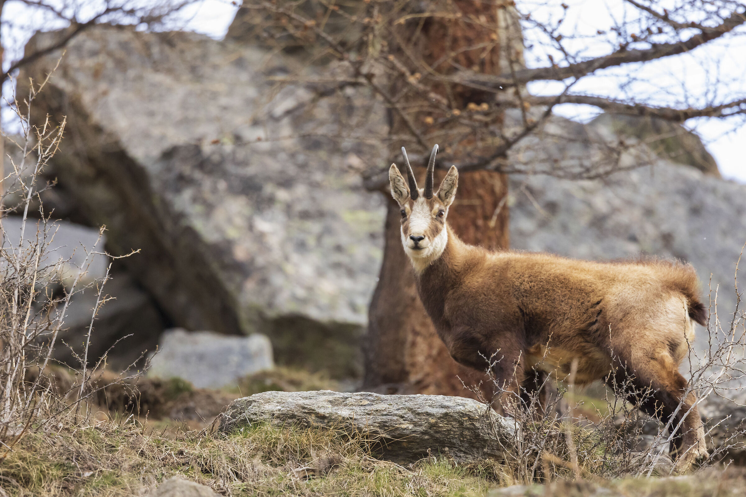 Chamois
