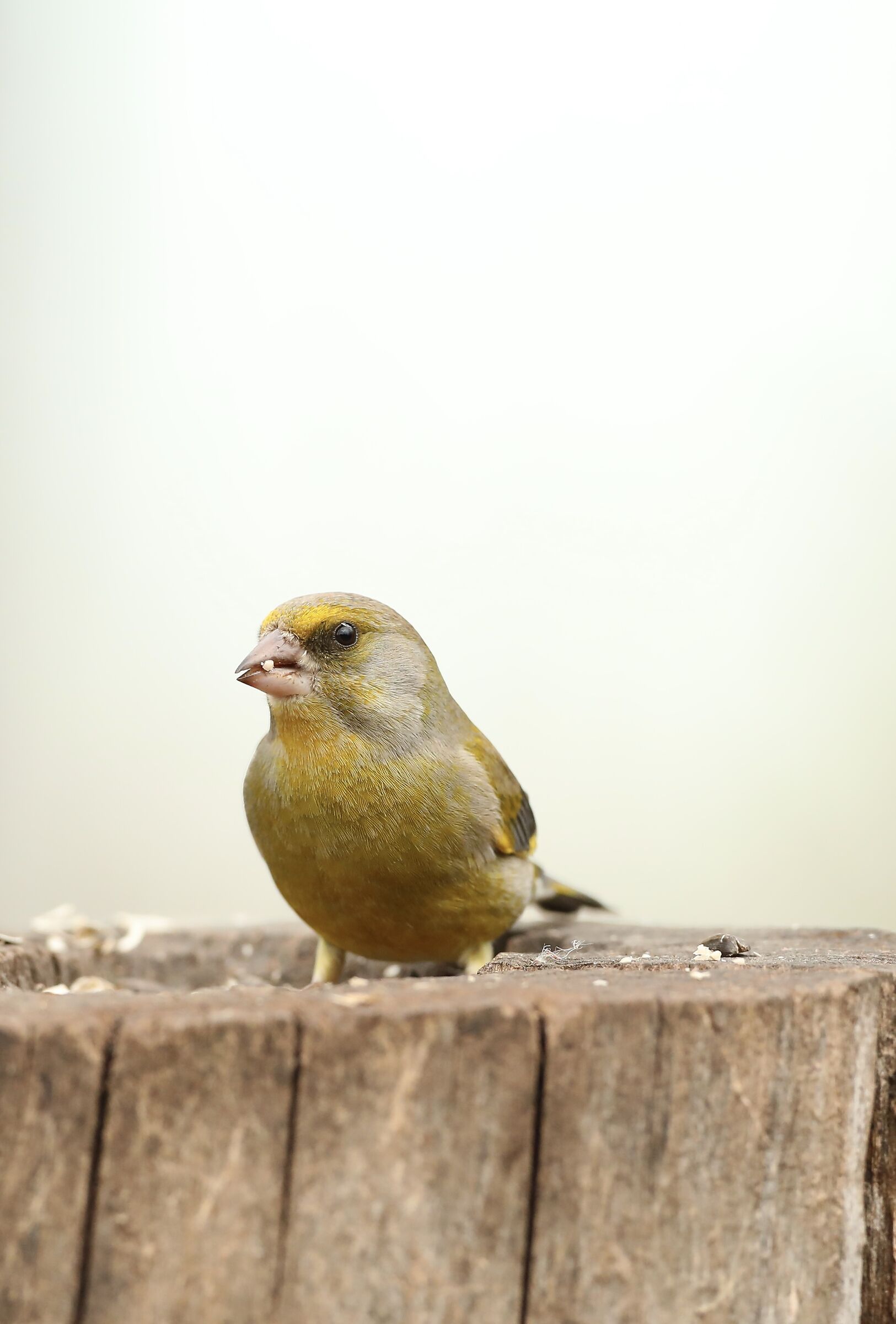 Greenfinch