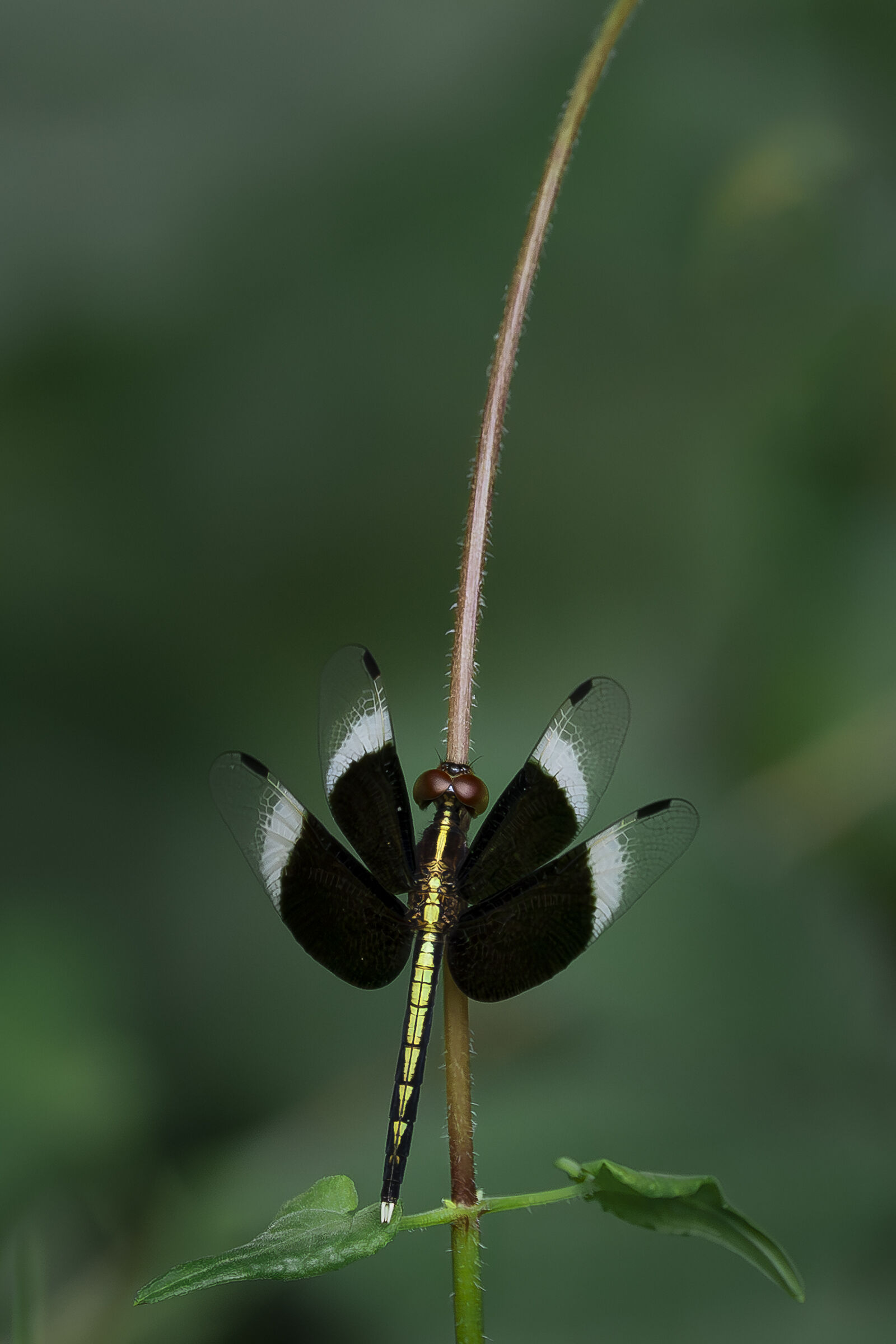 The Pied paddy skimmer
