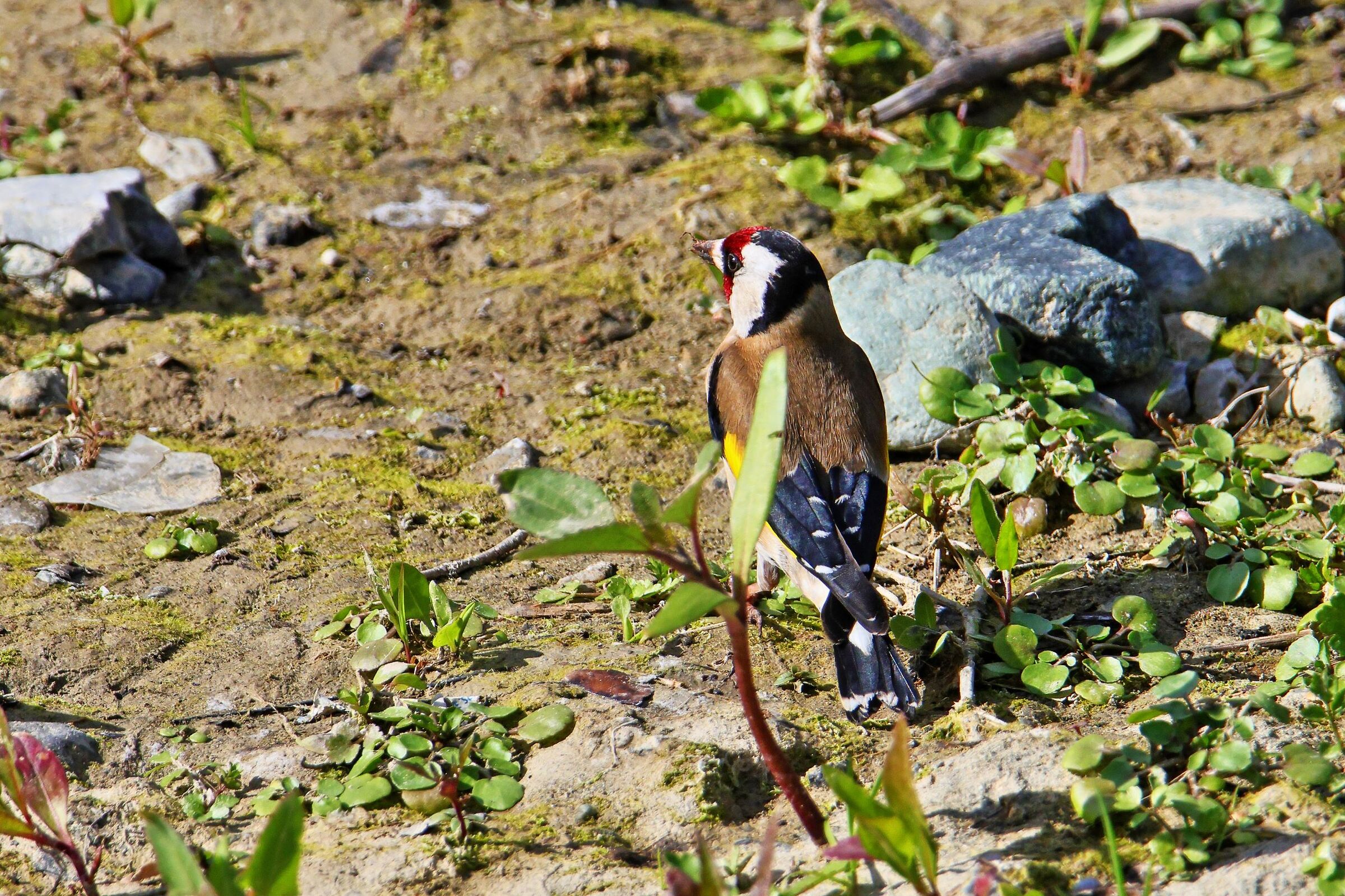 Cardellino