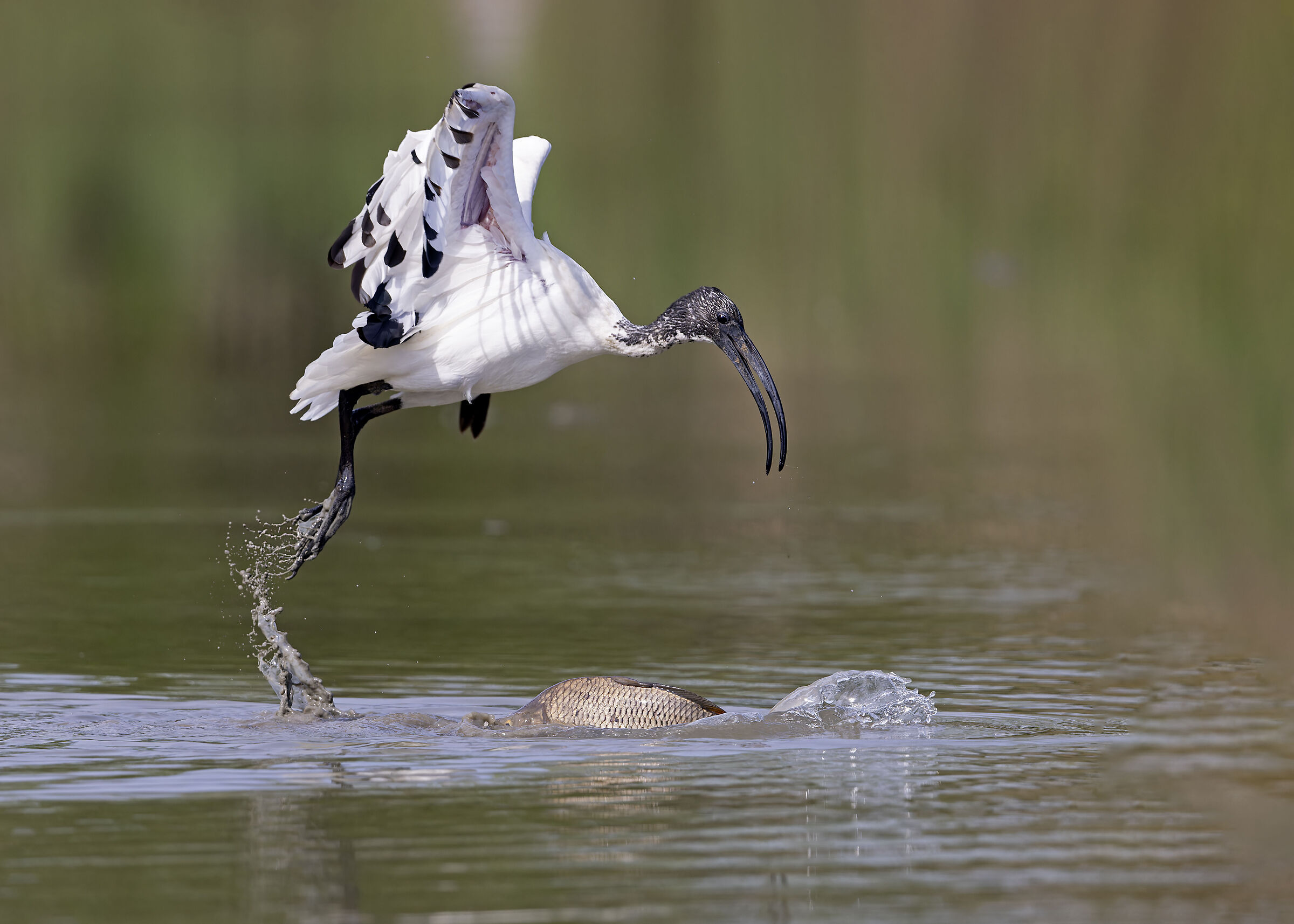 Ibis sacro e carpa