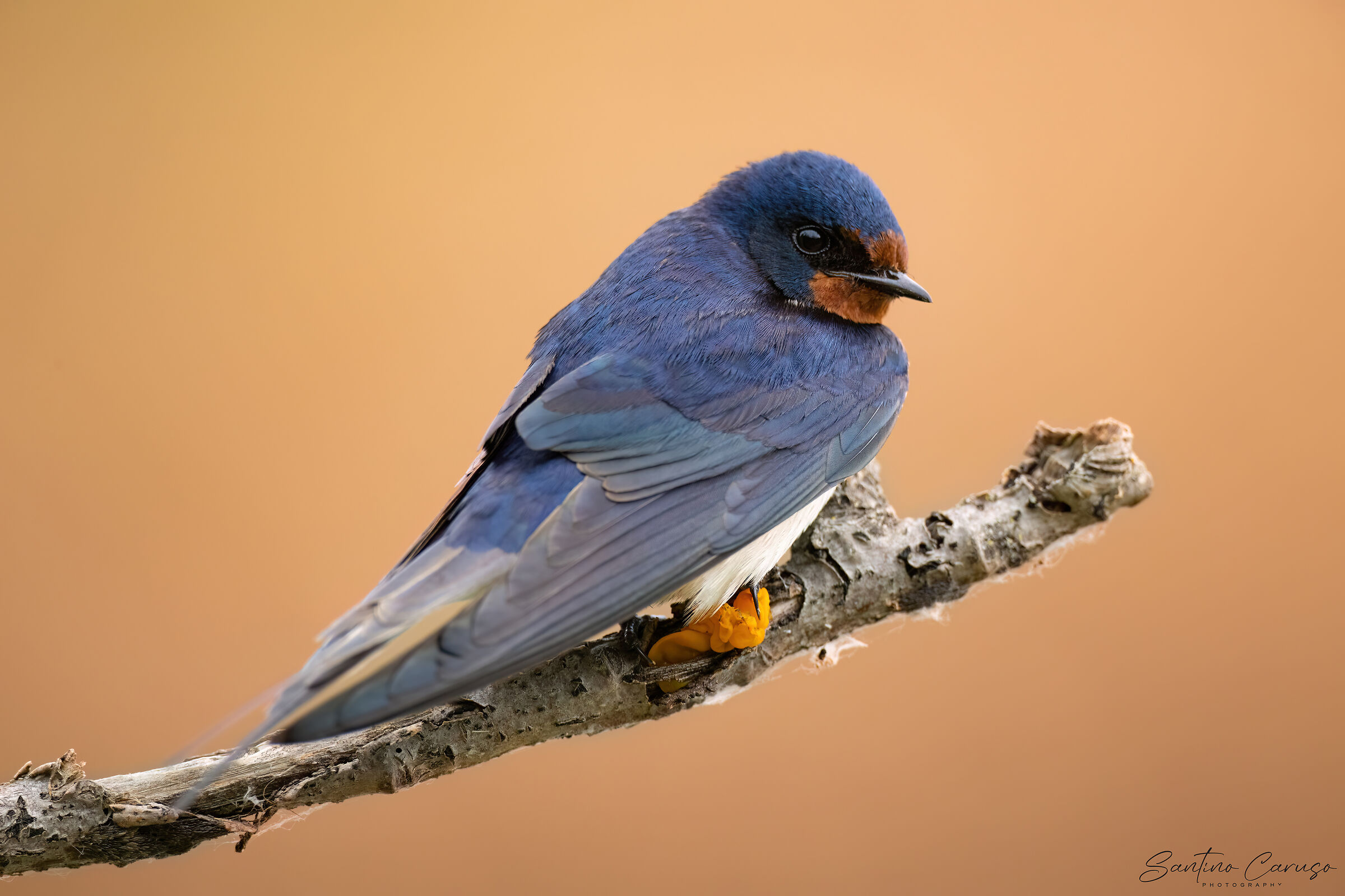 Swallow