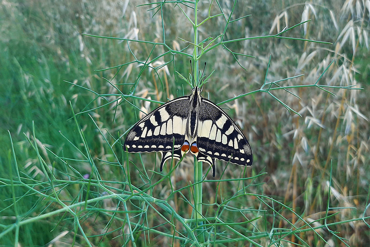Papilio machaon