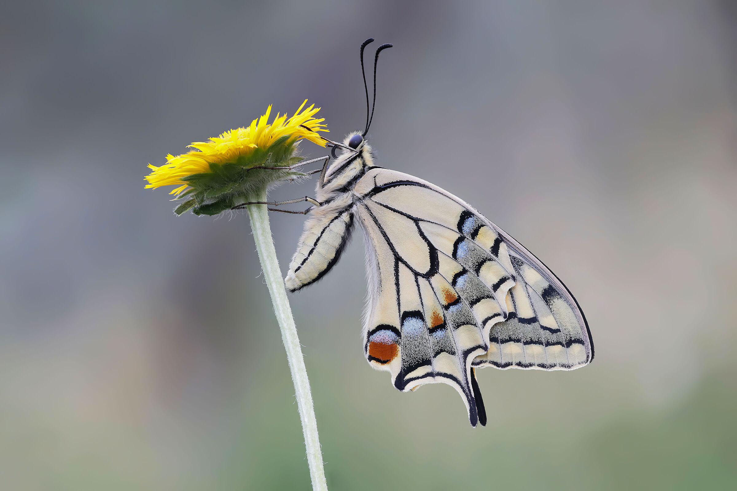 Papilio machaon