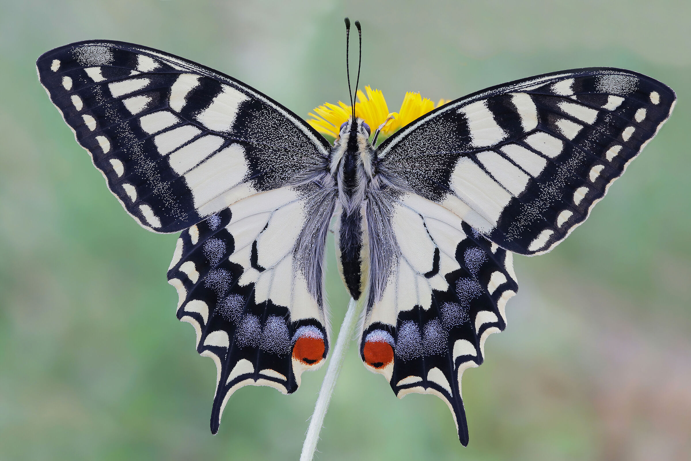 Papilio machaon