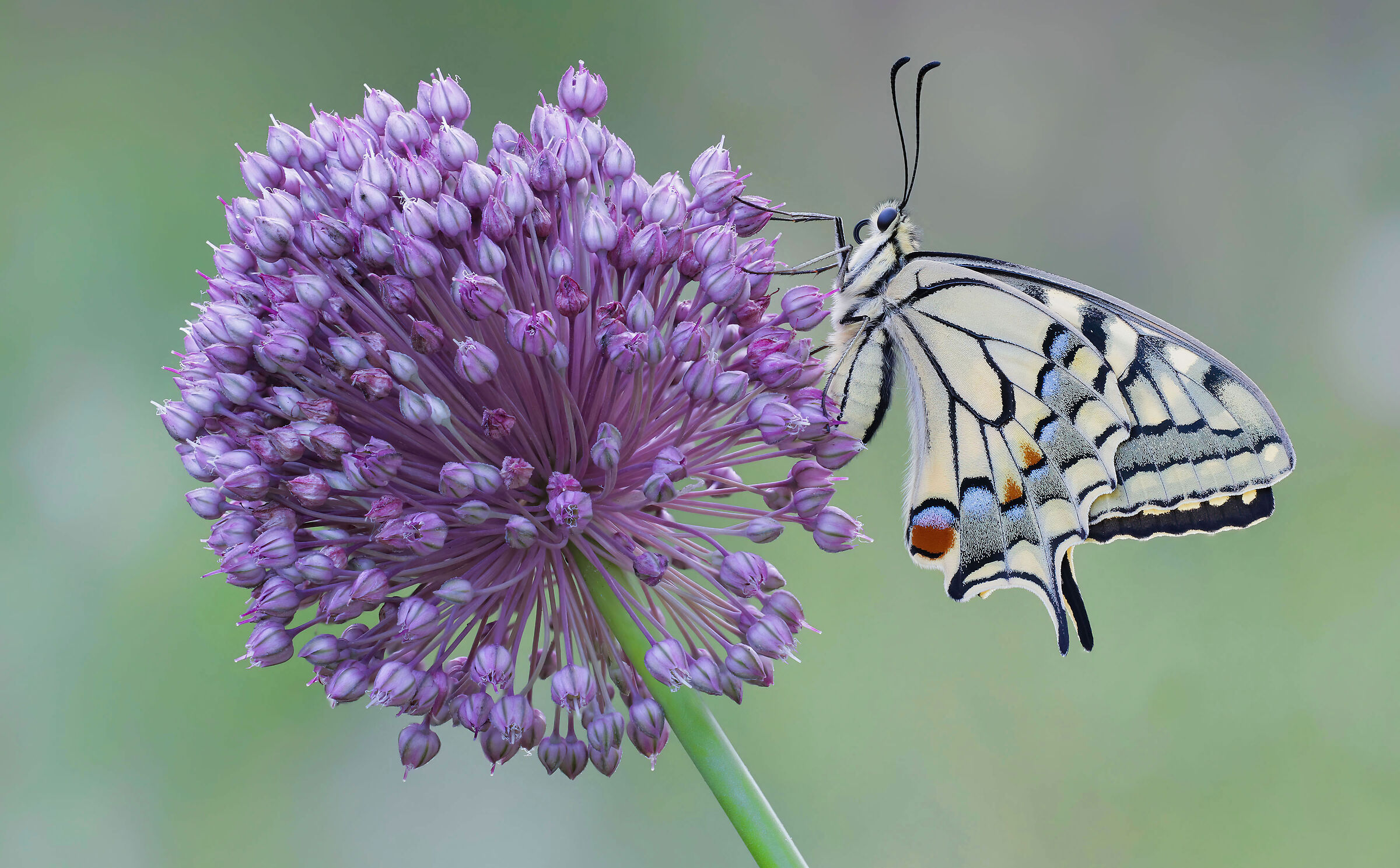 Papilio machaon