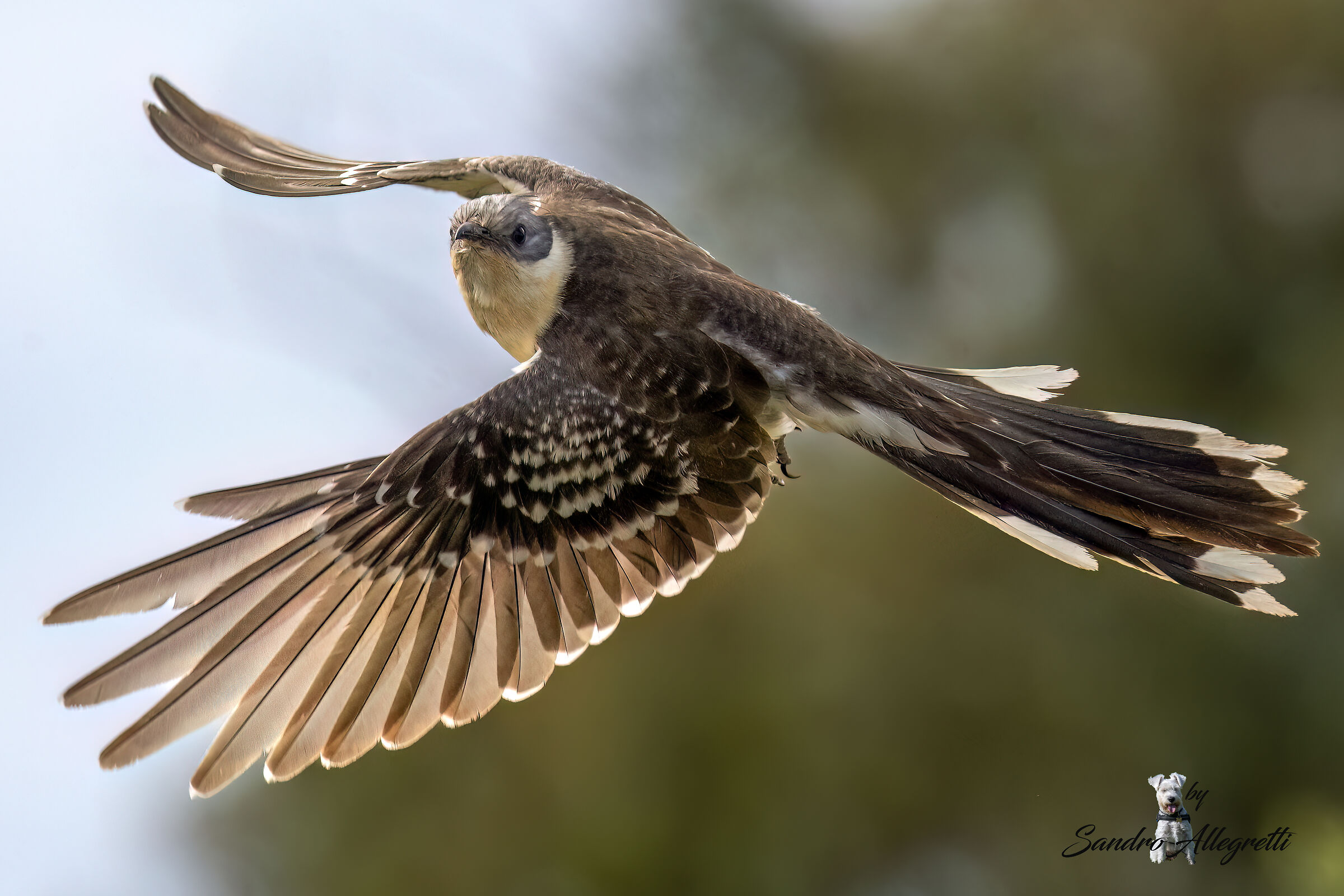 The Tufted Cuckoo (Clamator glandarius)
