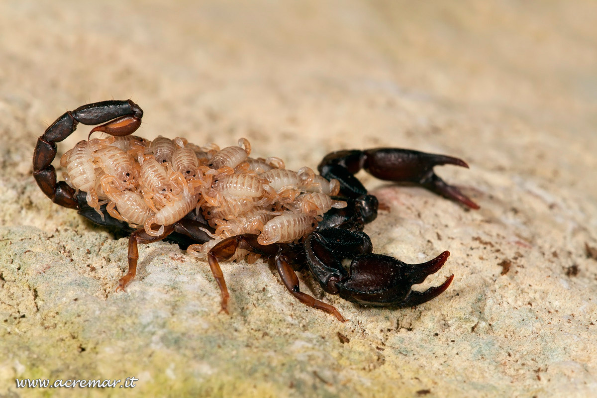 # Arachnida Euscorpius concinnus