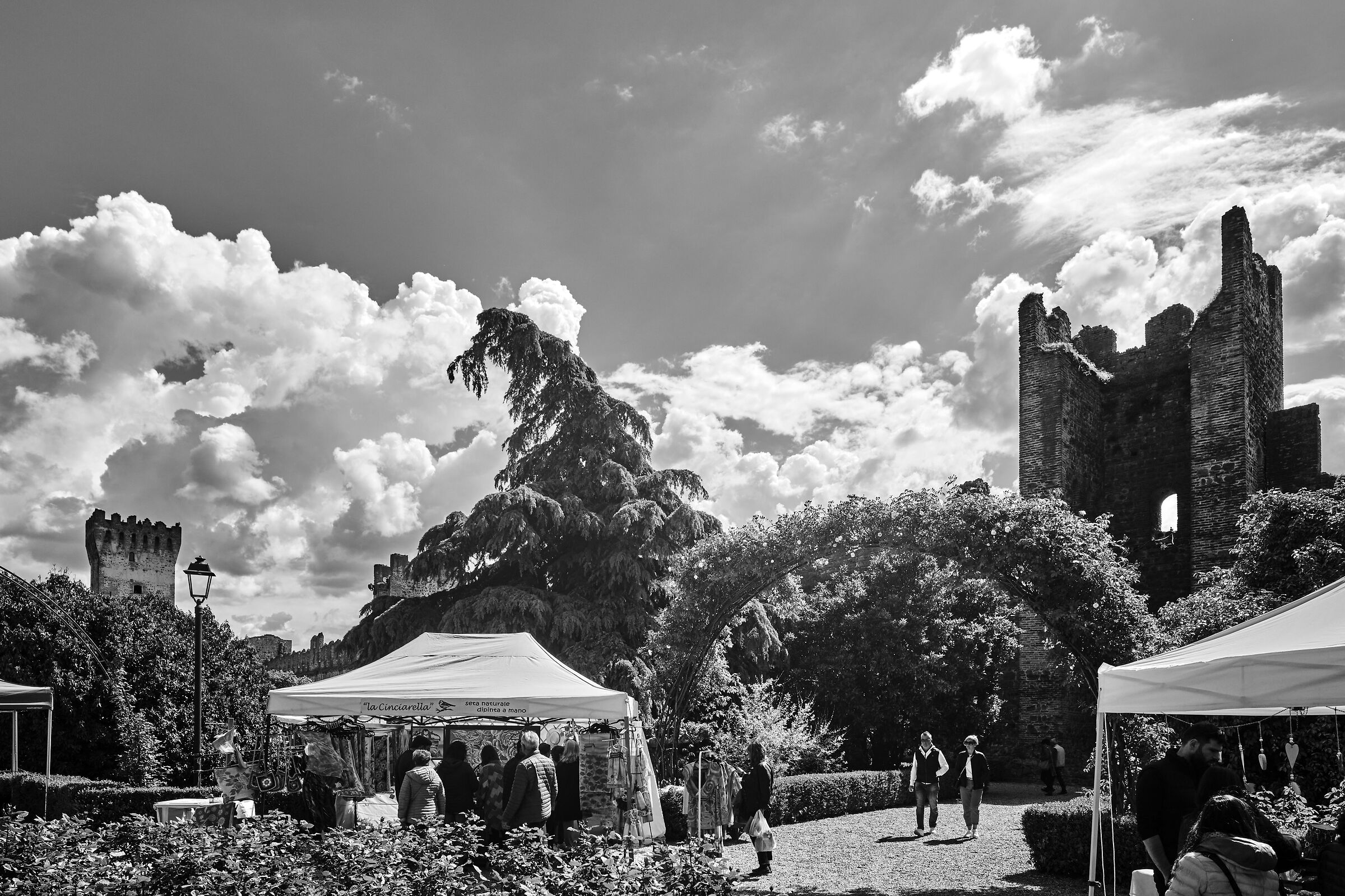 Castello di Este l'albero Storto