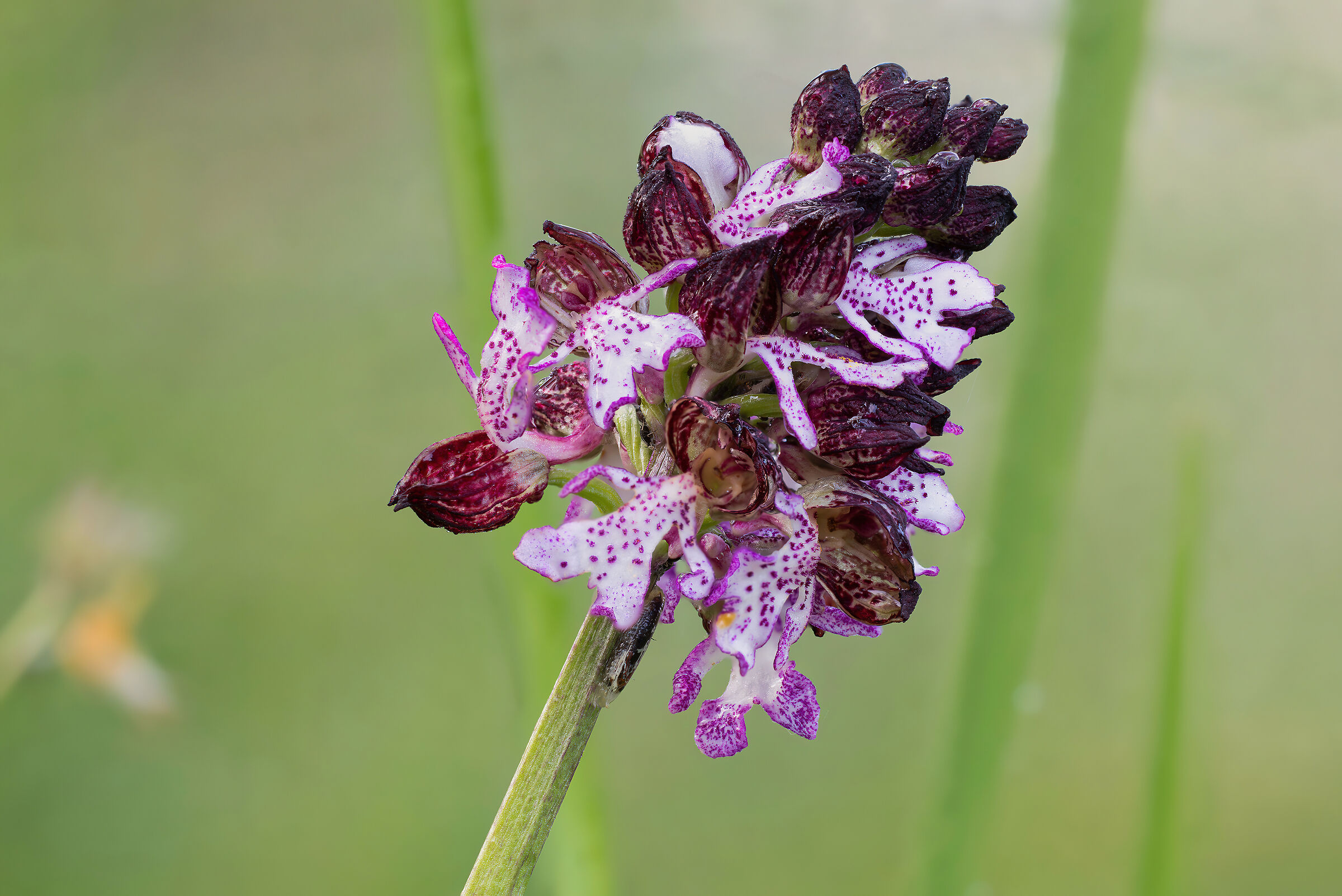 Orchis purpurea