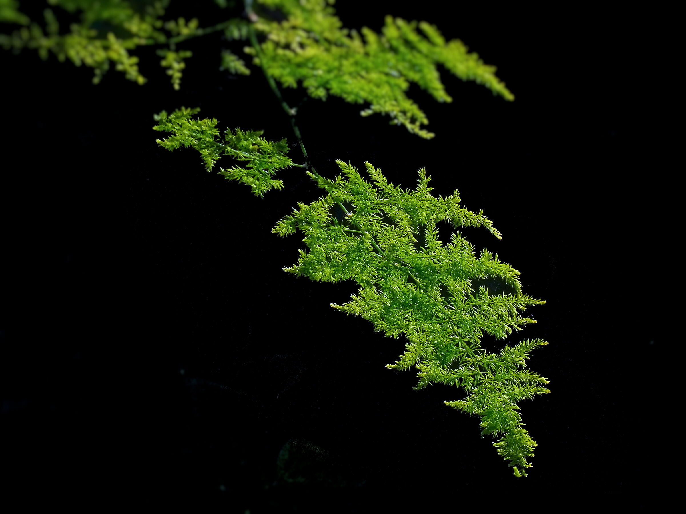 Leaves
