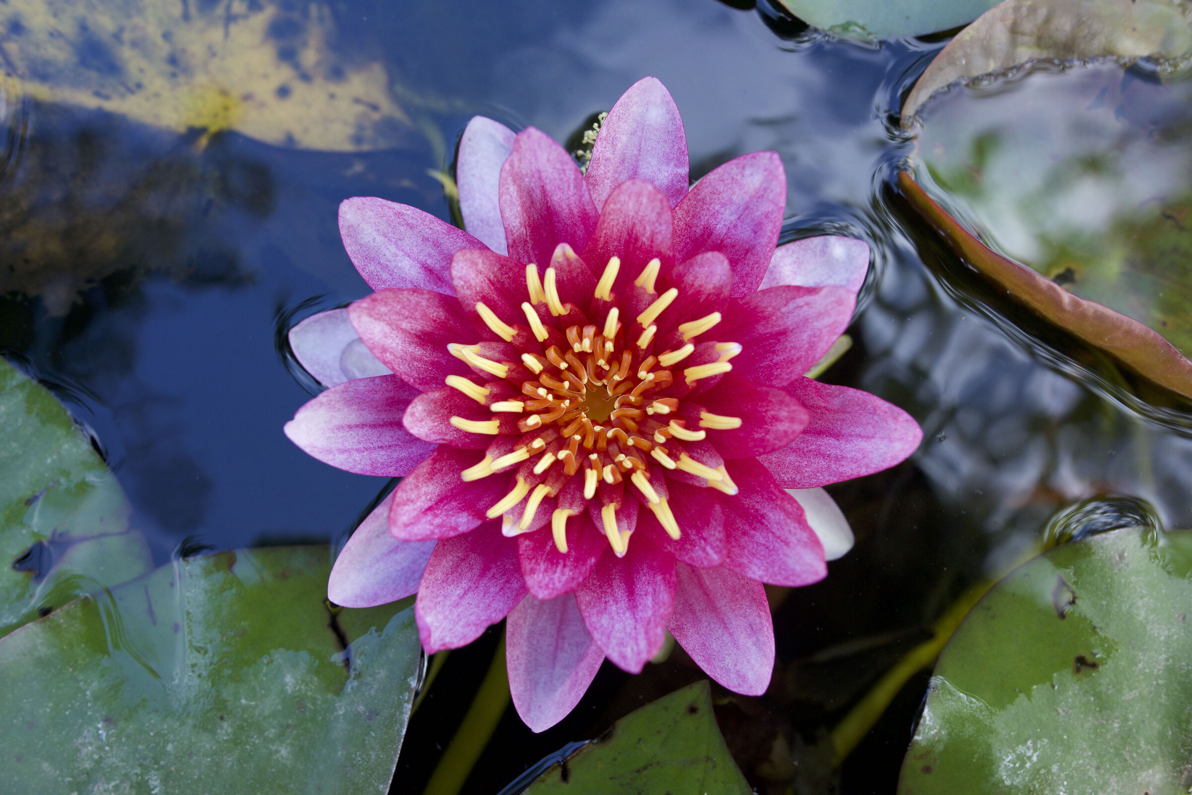 WATER LILY