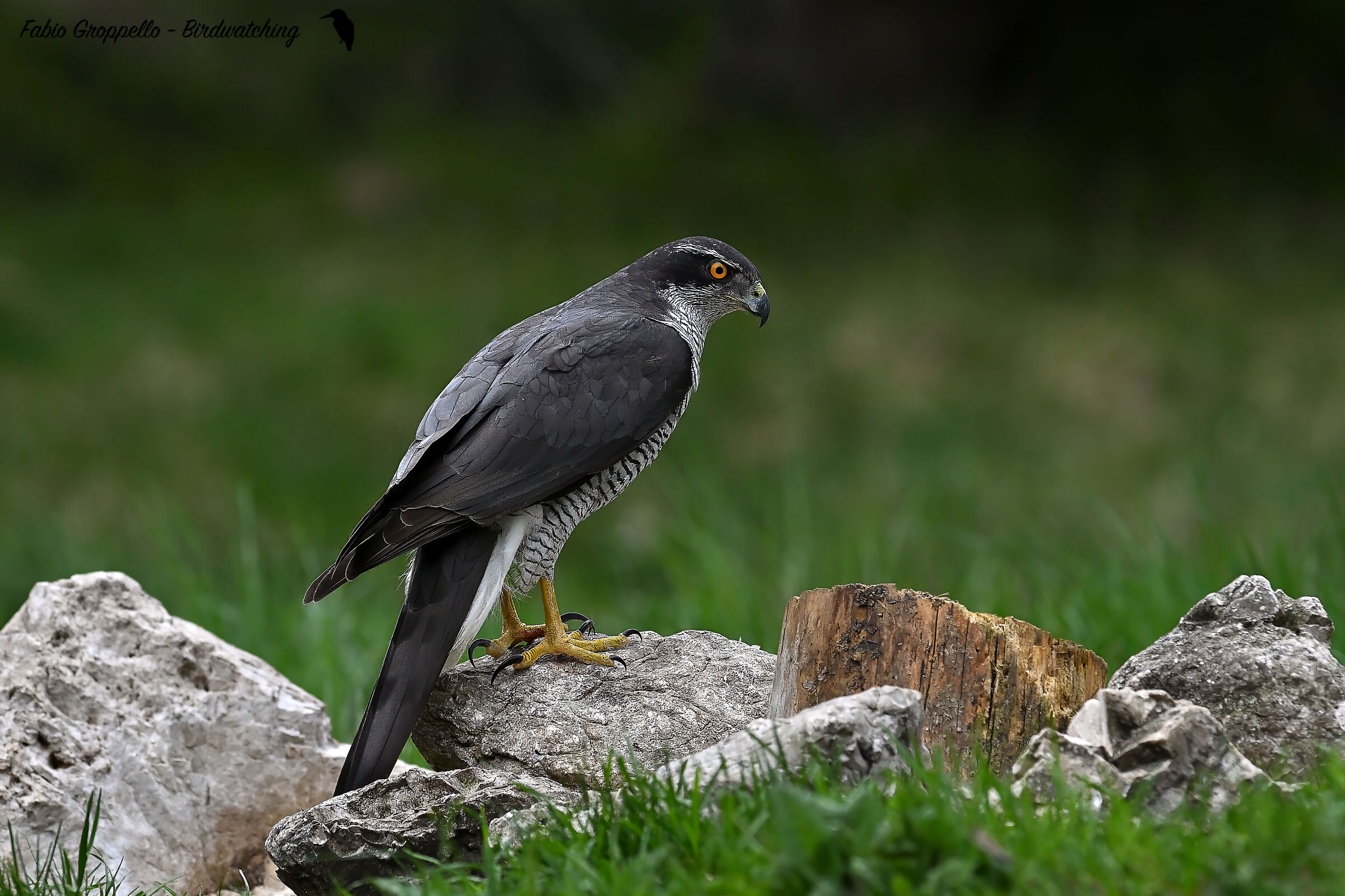Goshawk
