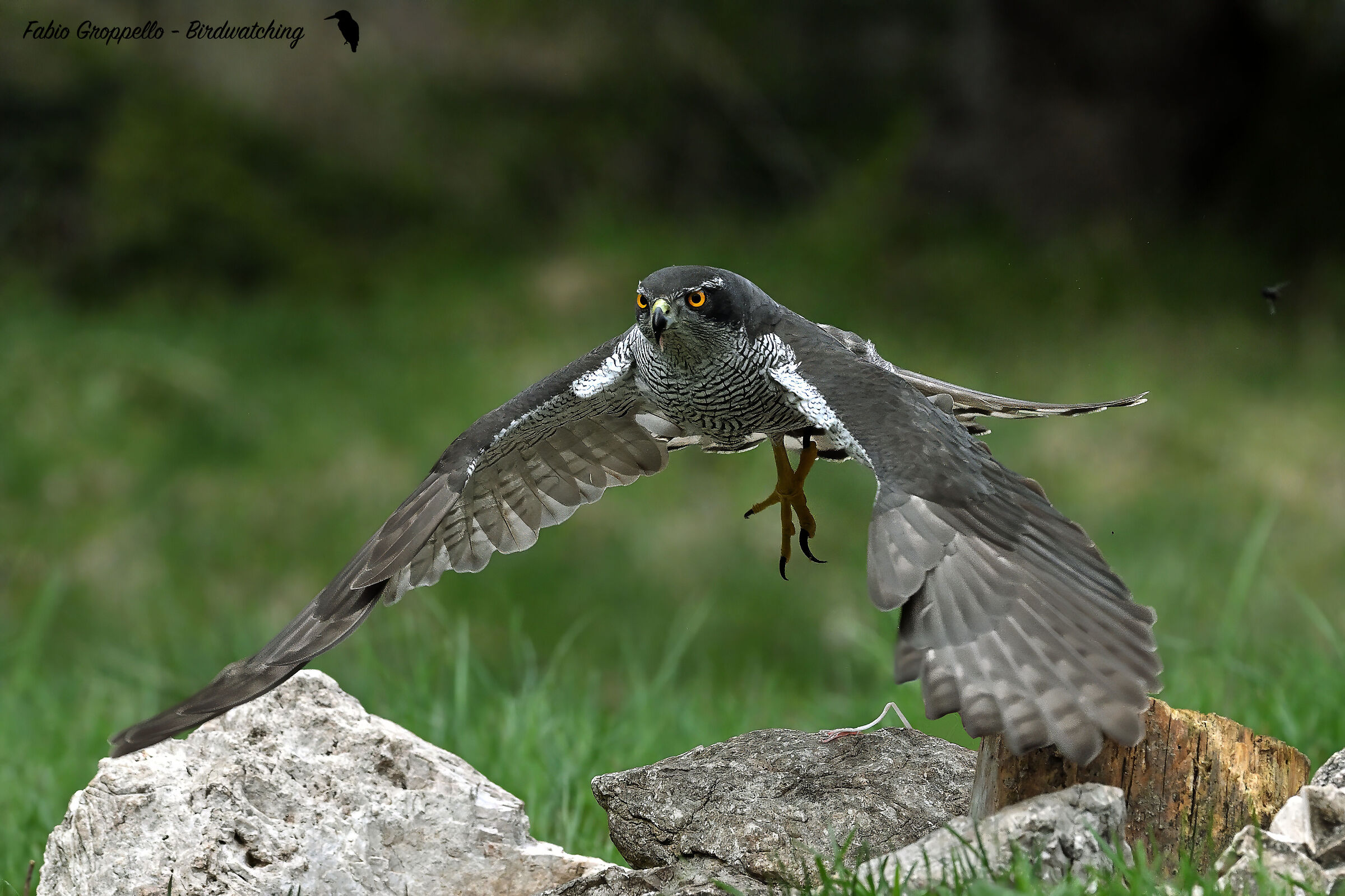 Goshawk