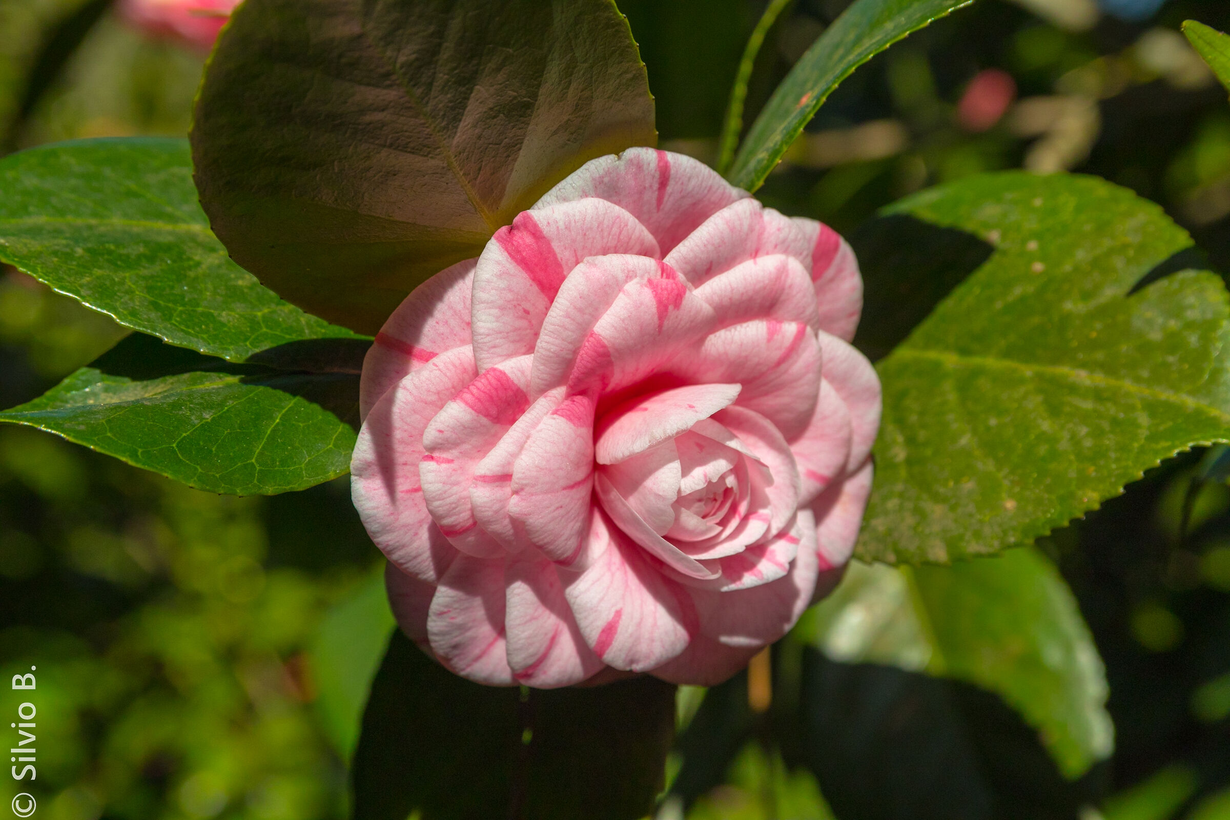 Camellia
