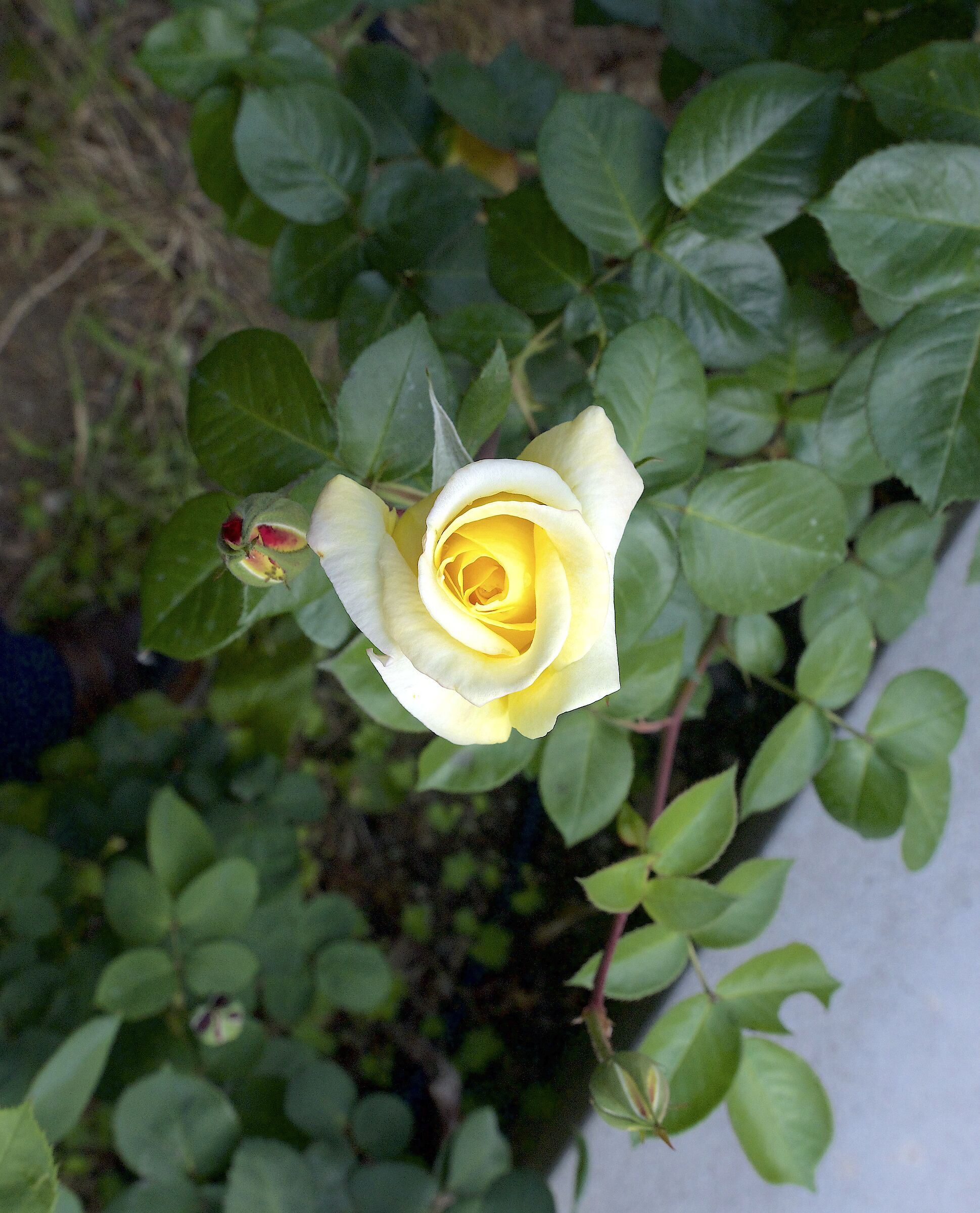 YELLOW ROSE