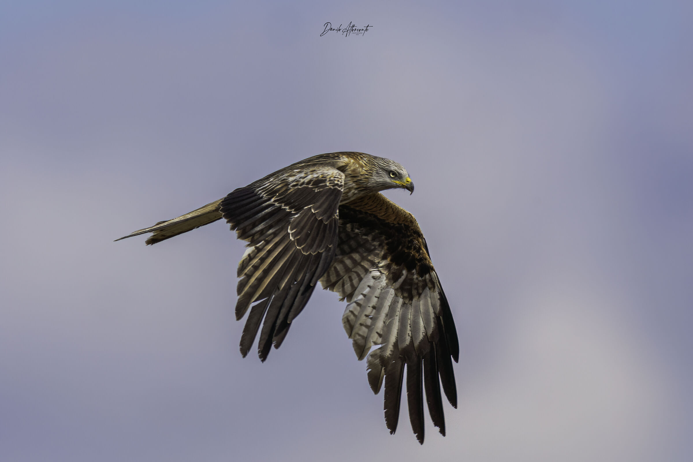 Red kite