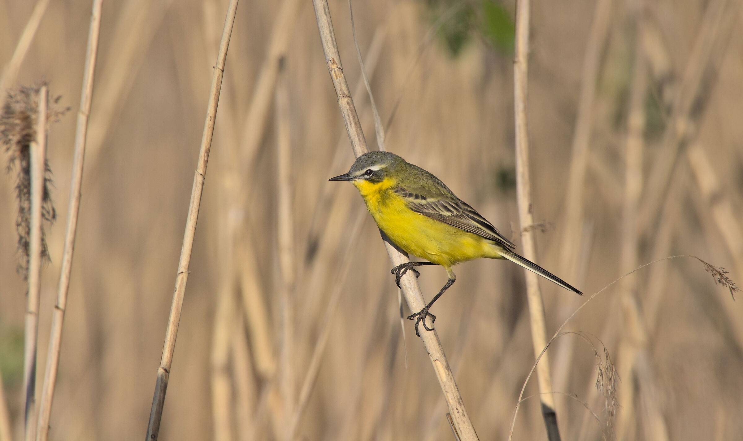 Wagtail ssp Flava