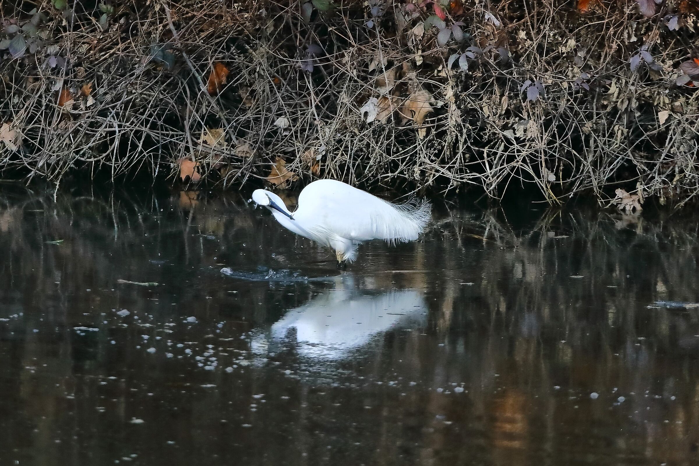 Little Egret 07 February 2024