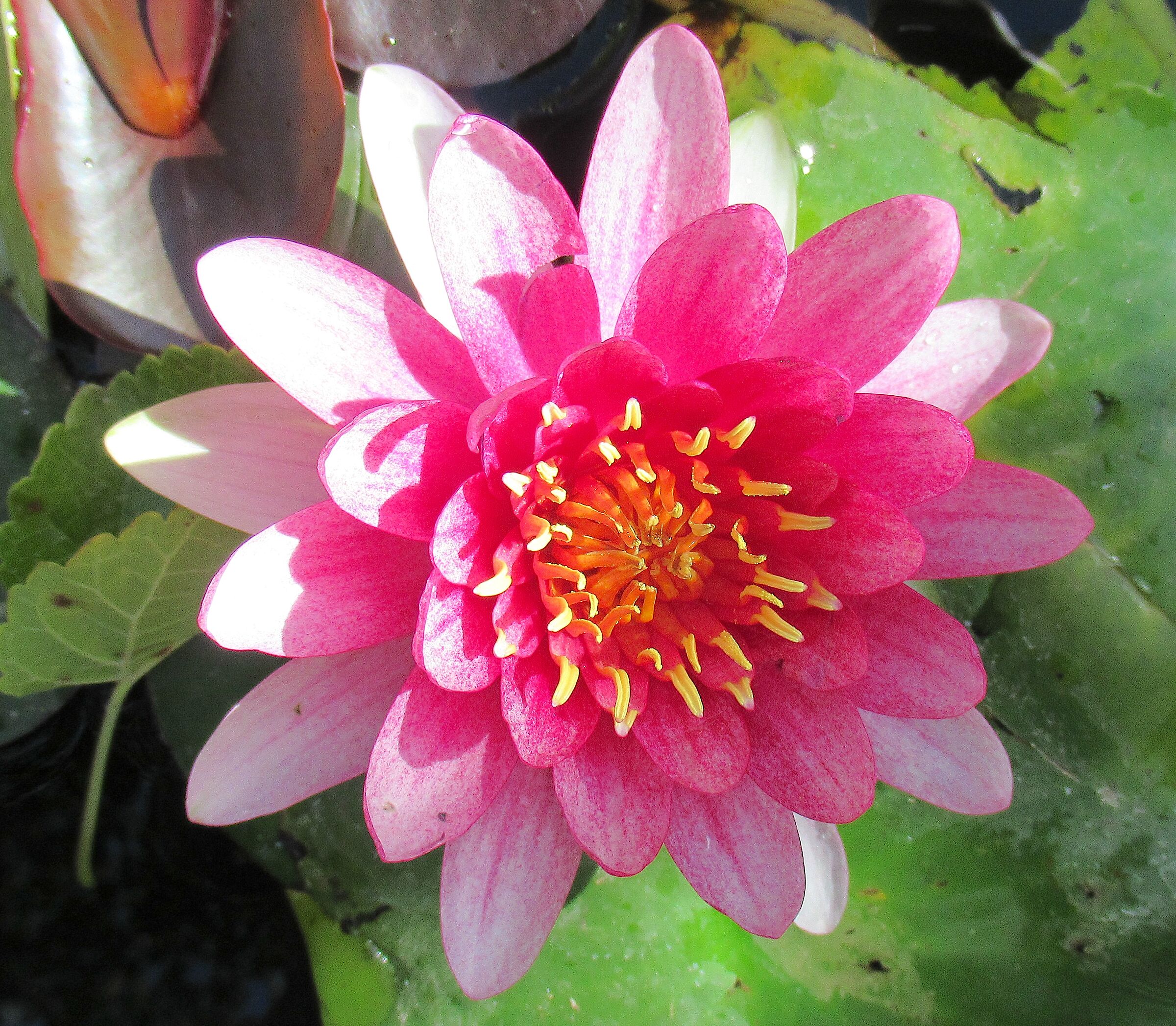 WATER LILY