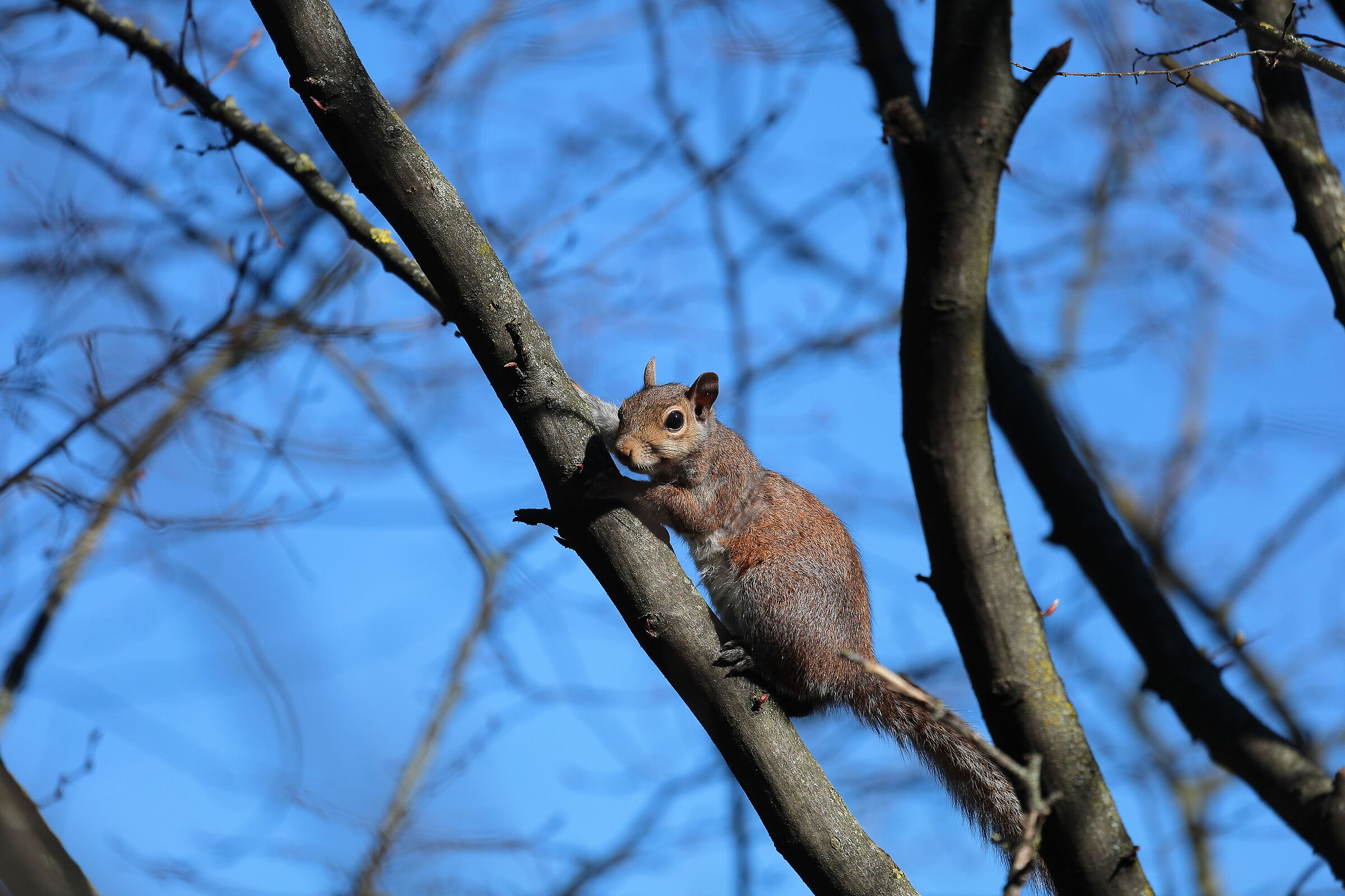 Scoiattolo nel parco di Arese
