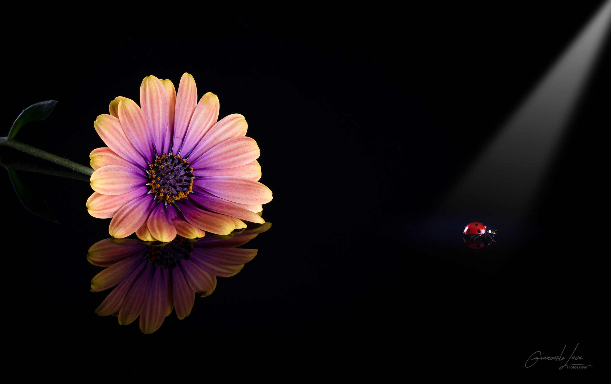 Four Steps in the Darkness