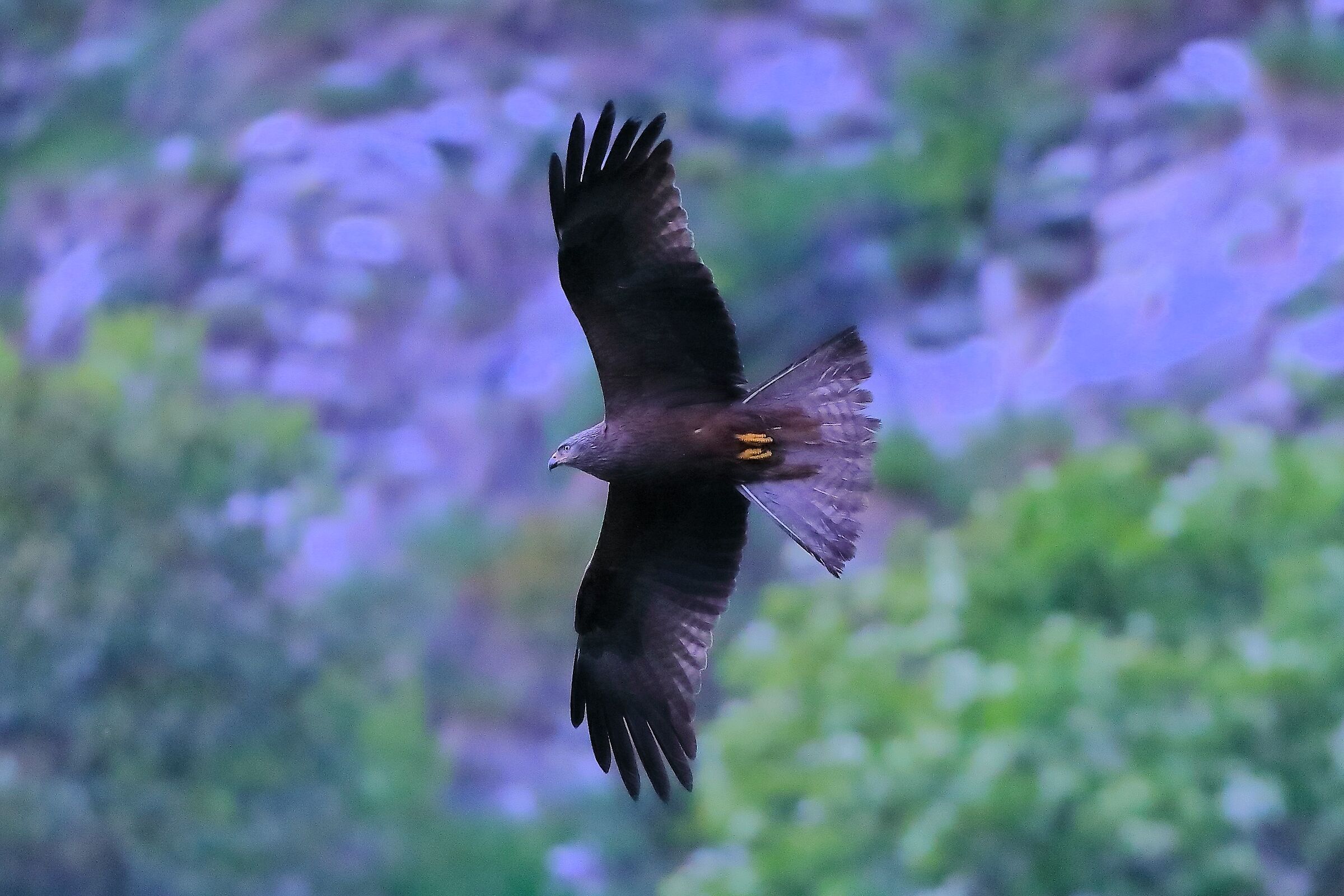 Black Kite April 2024