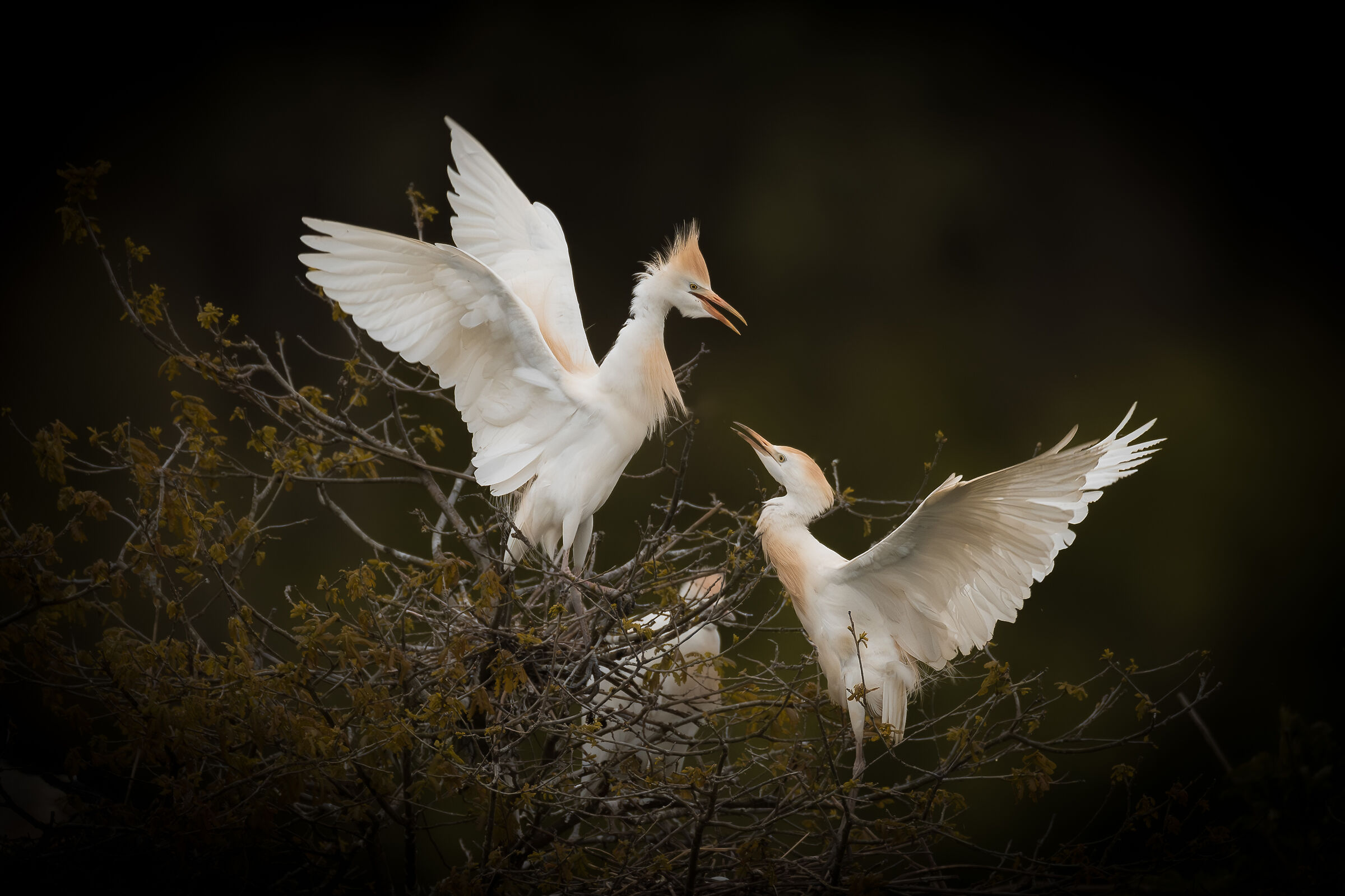 Condominium discussions. Cattle egret