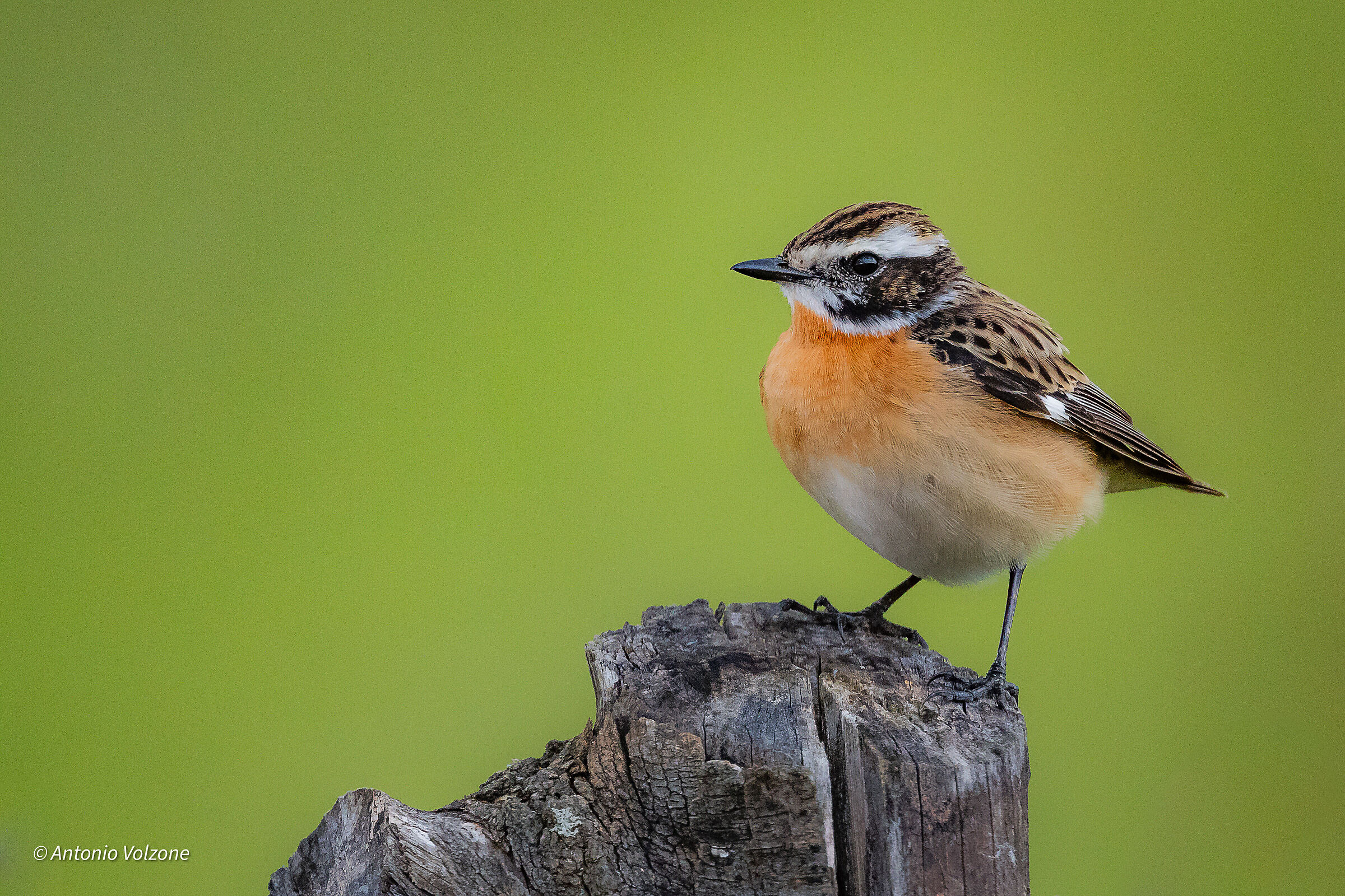Whinchat
