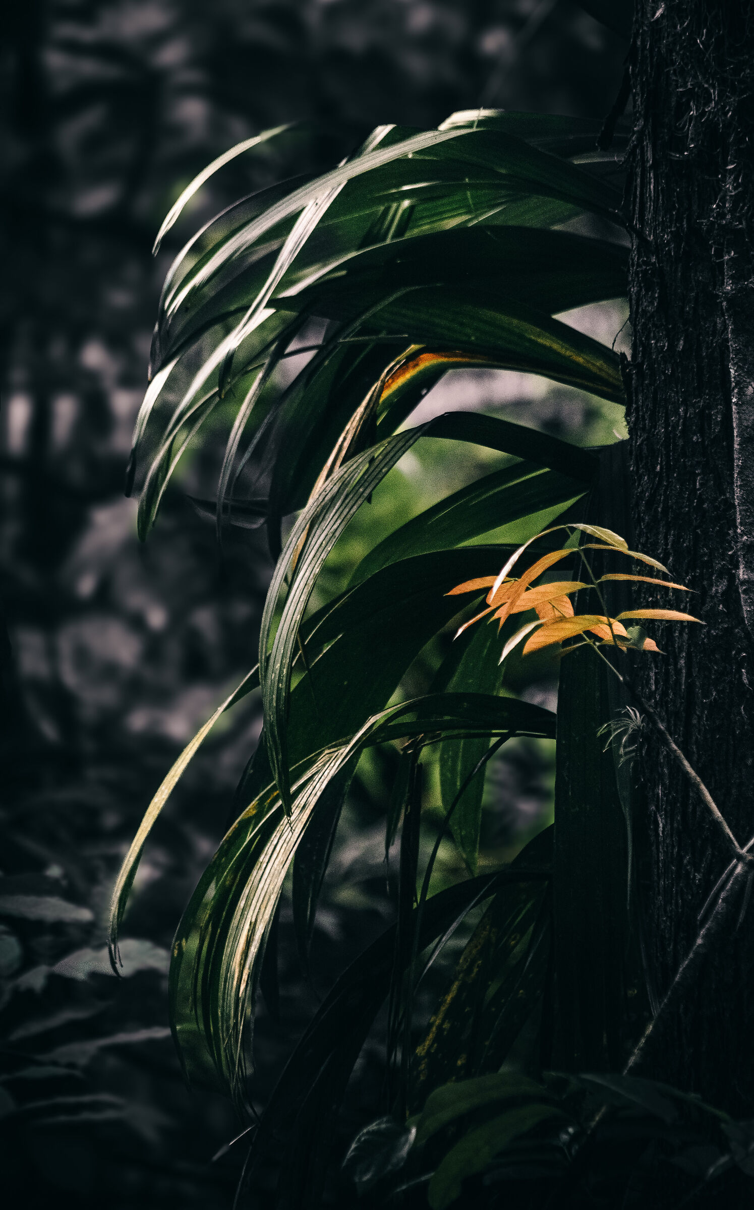 In forest