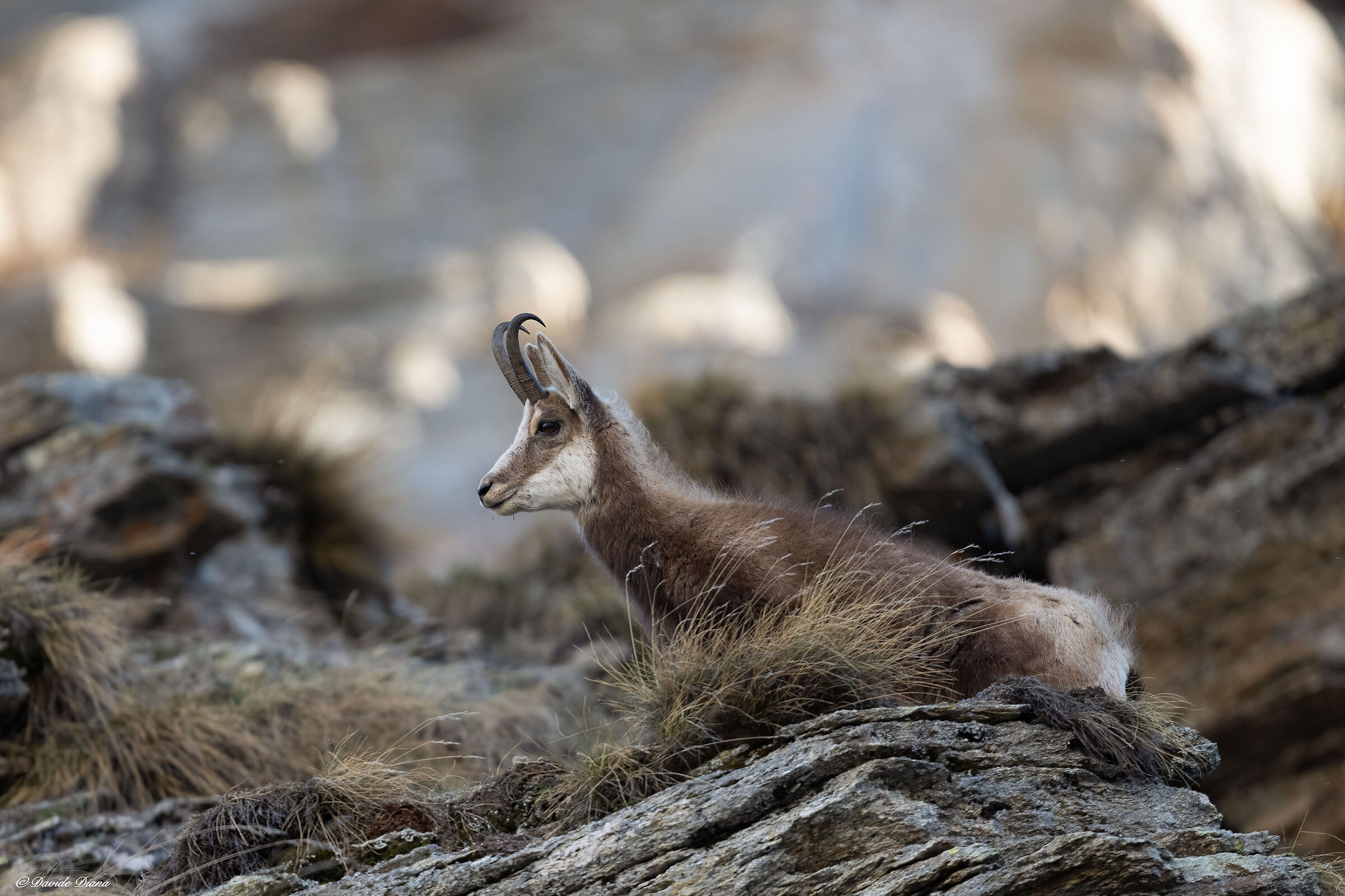 Chamois - Gran Paradiso National Park