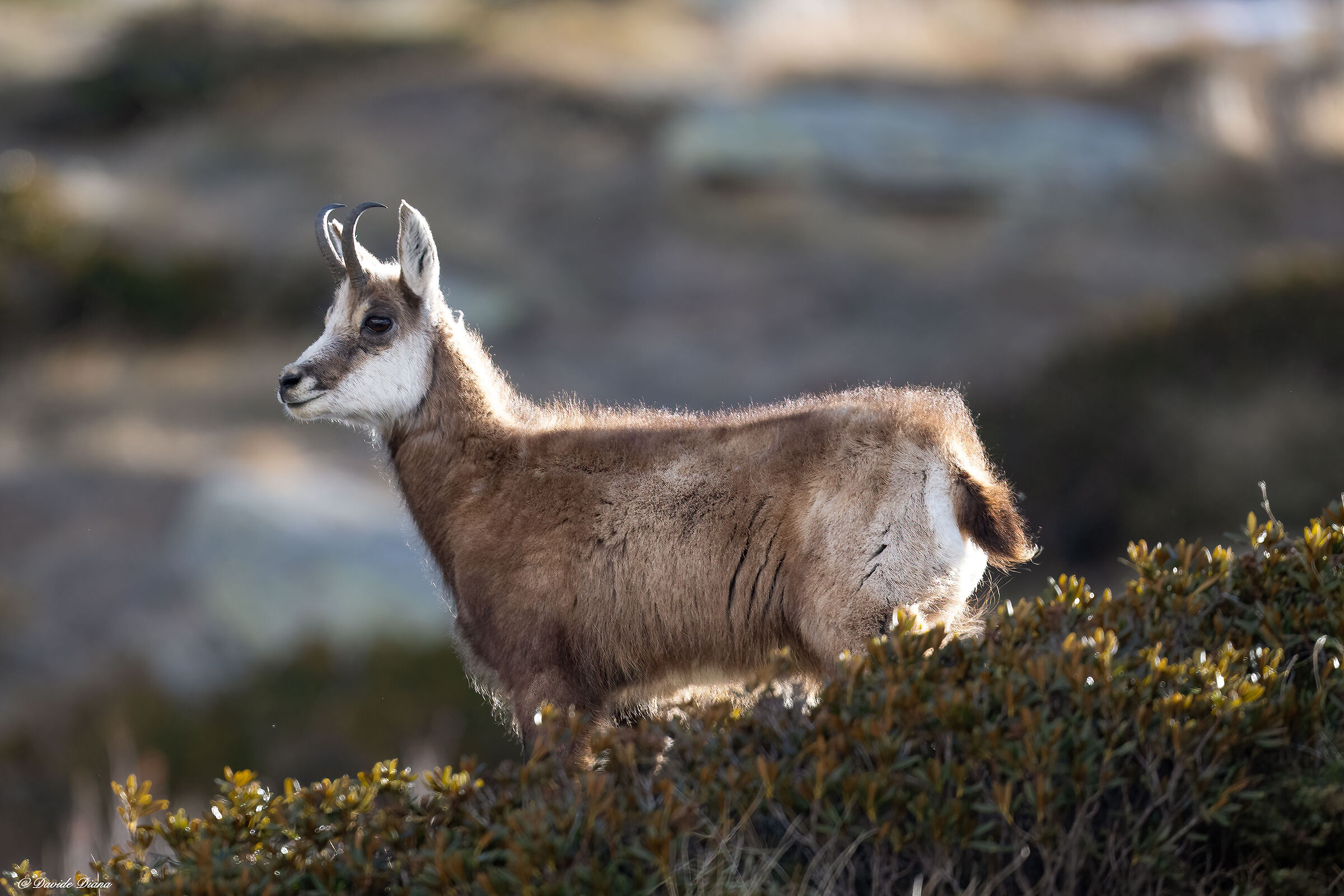 Chamois - Gran Paradiso National Park