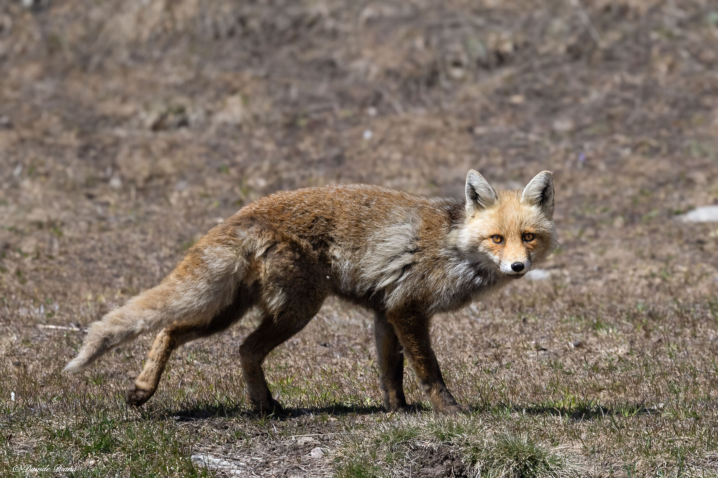 Red Fox