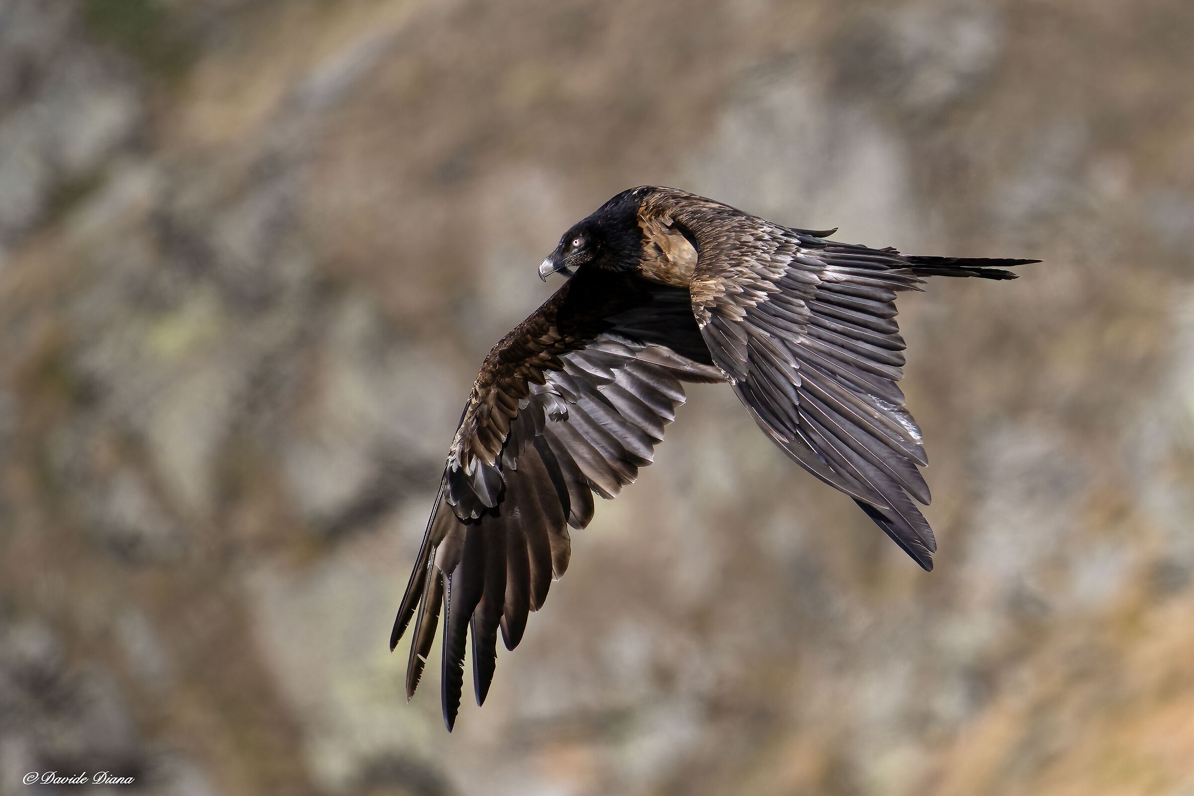Gypaetus barbatus - Gran Paradiso National Park