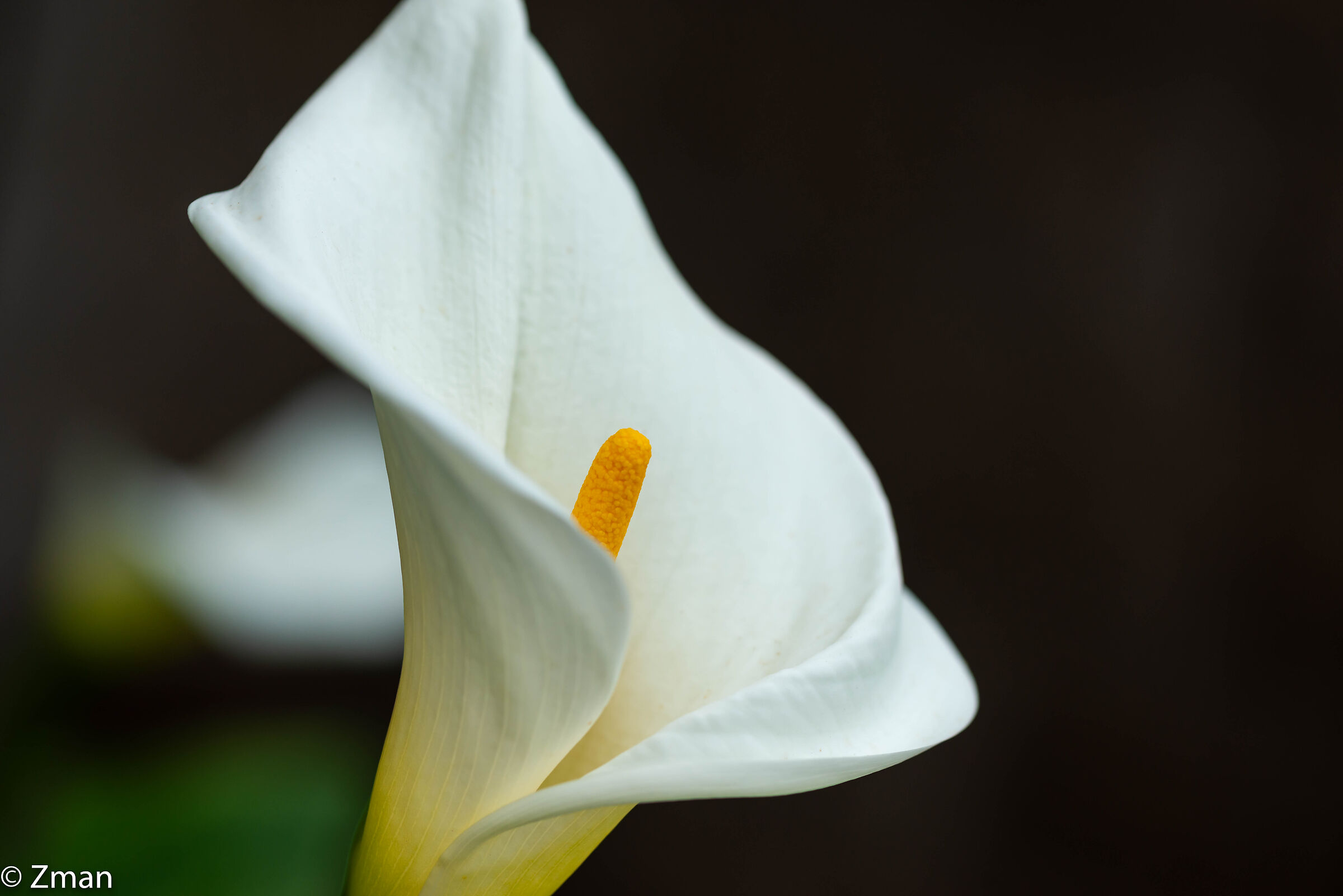 A Proud Lilly