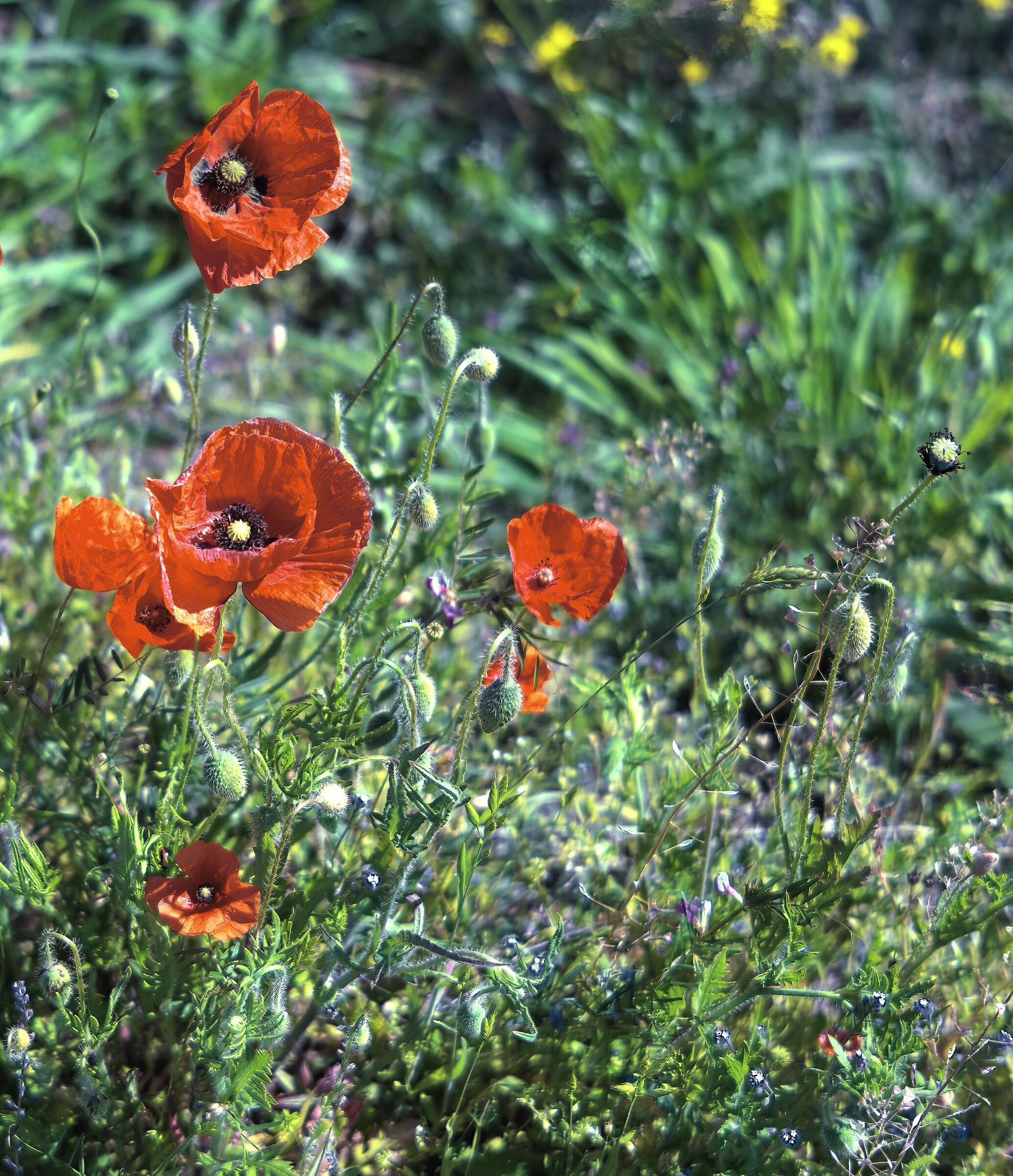 Potpourri primaverile