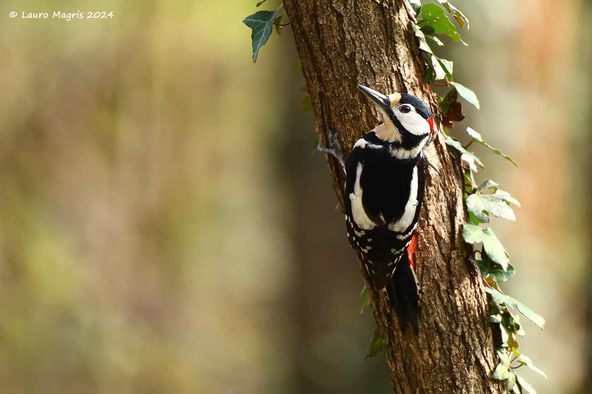 Bianco, rosso e nero